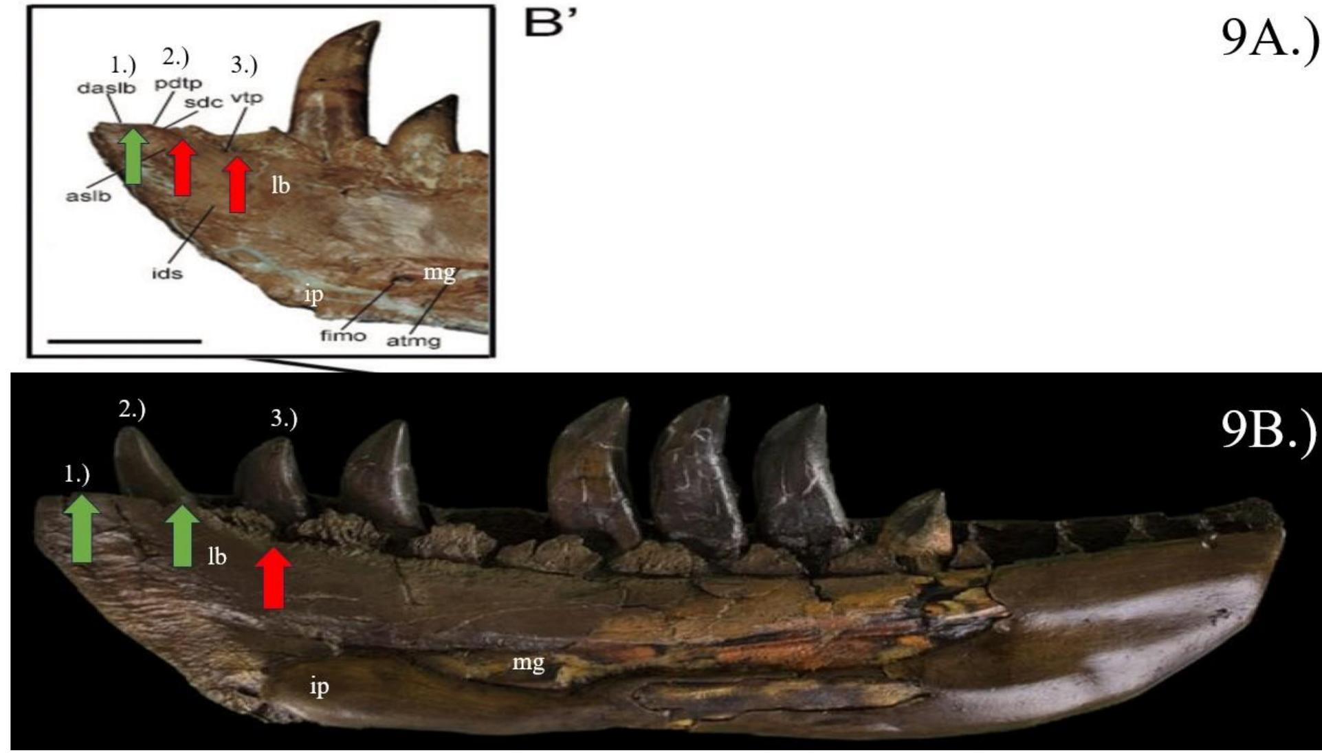(PDF) A Description of the Baby T. rex Specimen BHI 6439