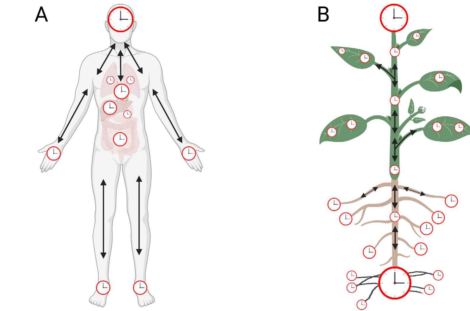 Sentient Clock (PDF) CBC‐Clock Theory of Life – Integration of cellular circadian ...