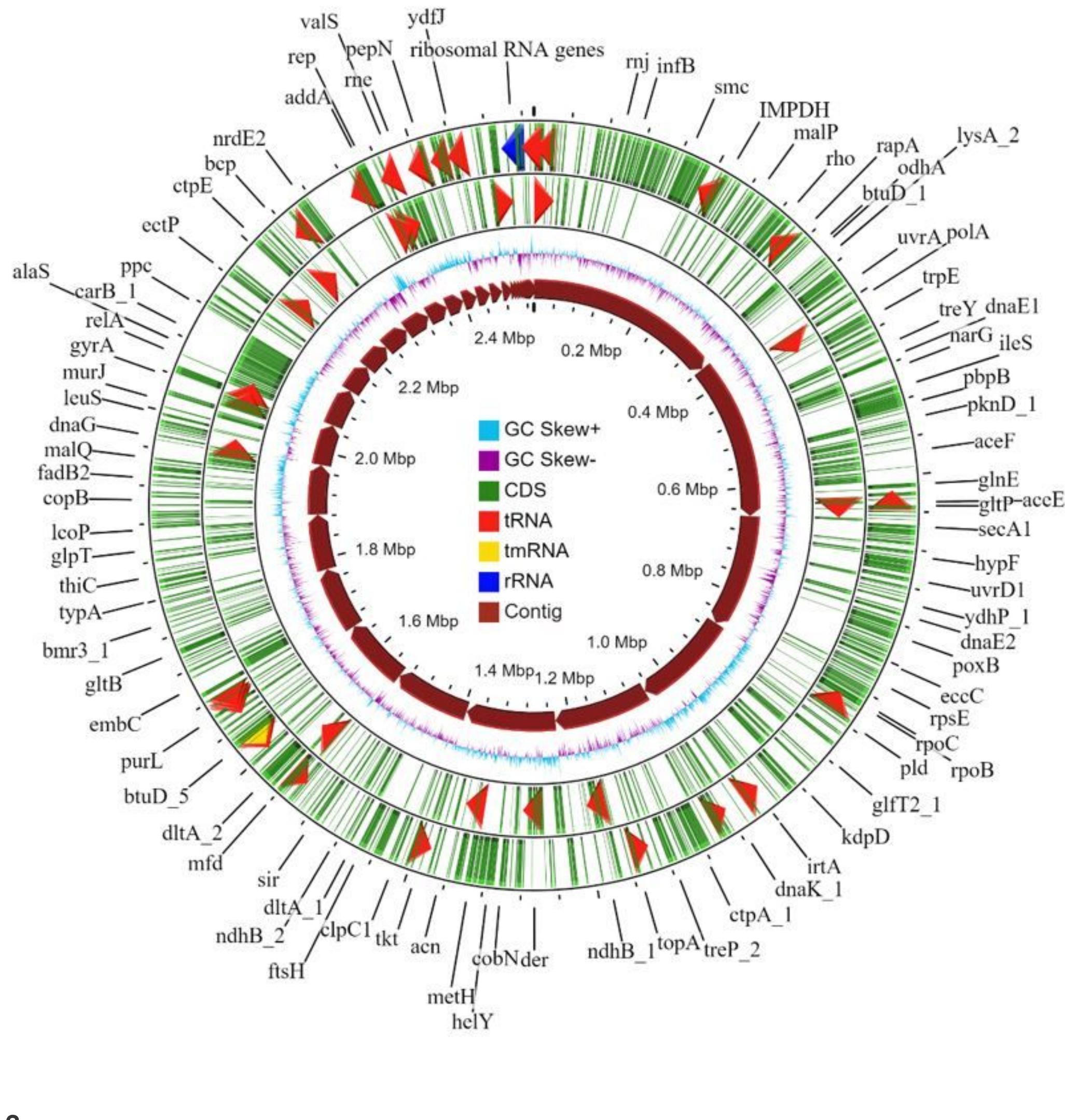 (PDF) Genome sequence of Corynebacterium Amycolatum ICIS 99 Isolated ...