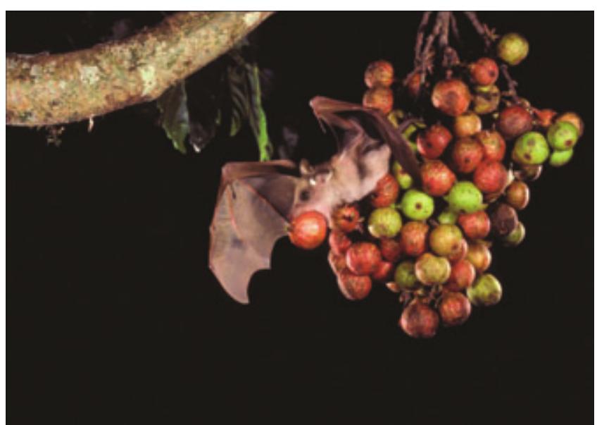 Figure 5 - from Ecosystem services provided by bats