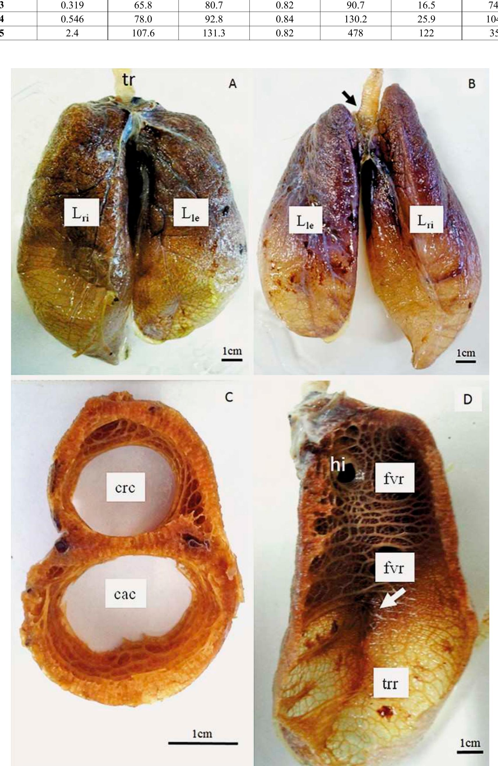 Figure 8 - Functional morphology of the lungs of the green