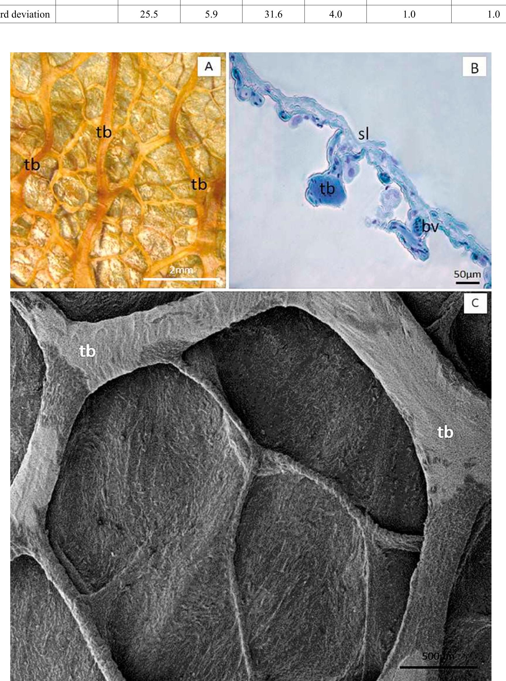 Figure 6 - from Functional morphology of the lungs of the