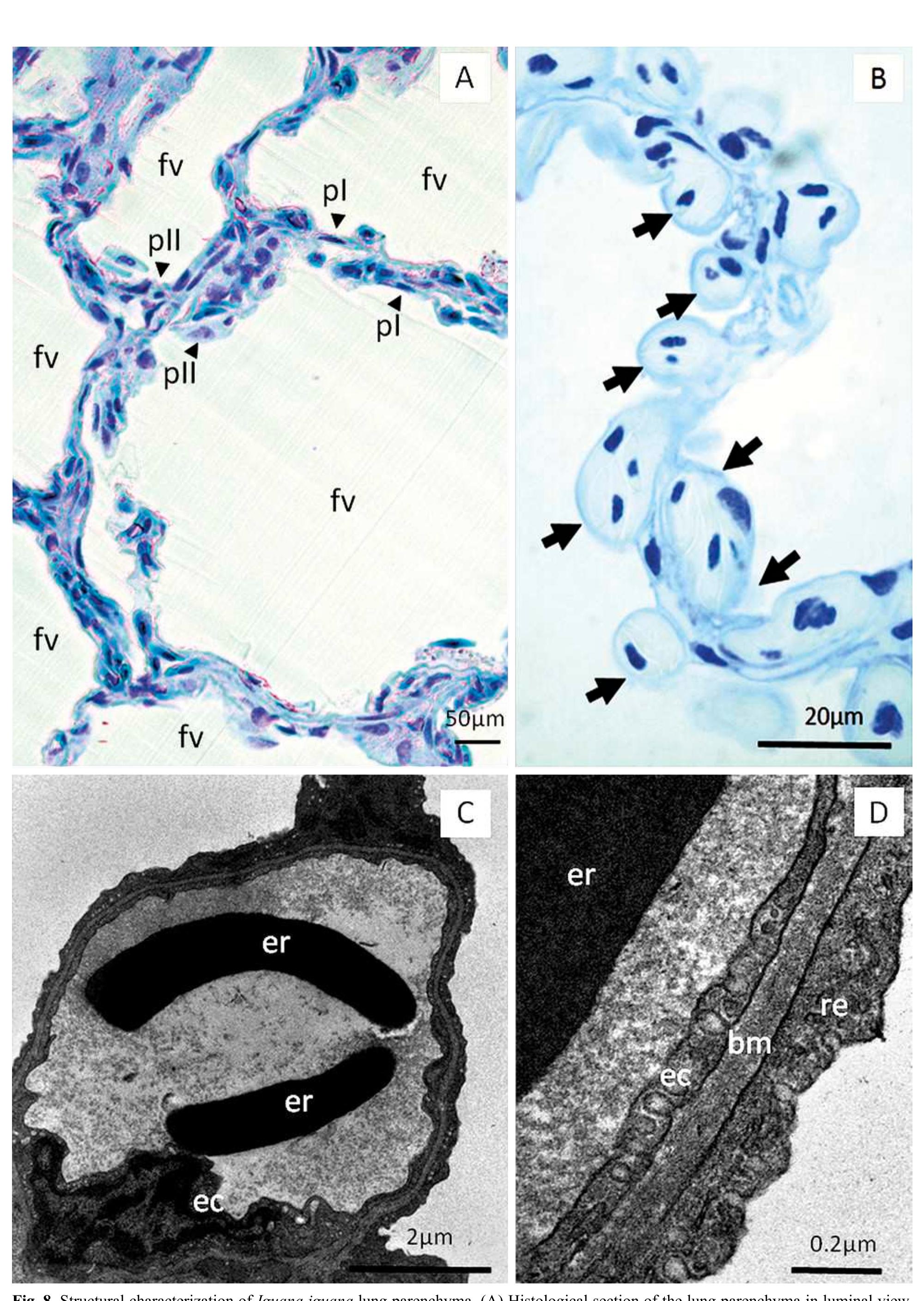 Figure 8 - Functional morphology of the lungs of the green