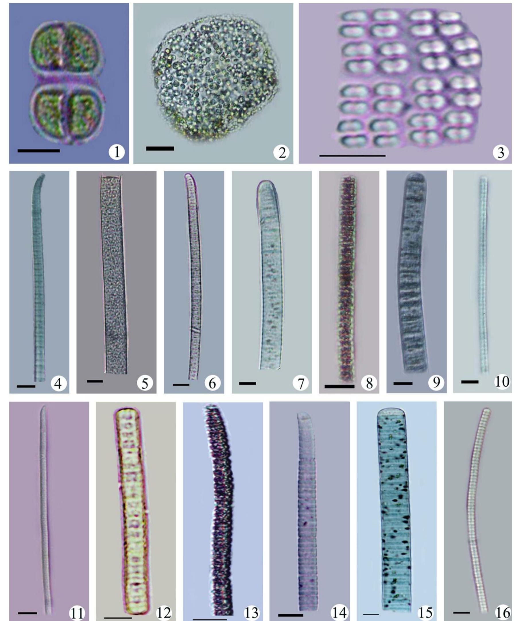 (PDF) Cyanophycean Algae from the Foothills of Indo-Western Himalaya