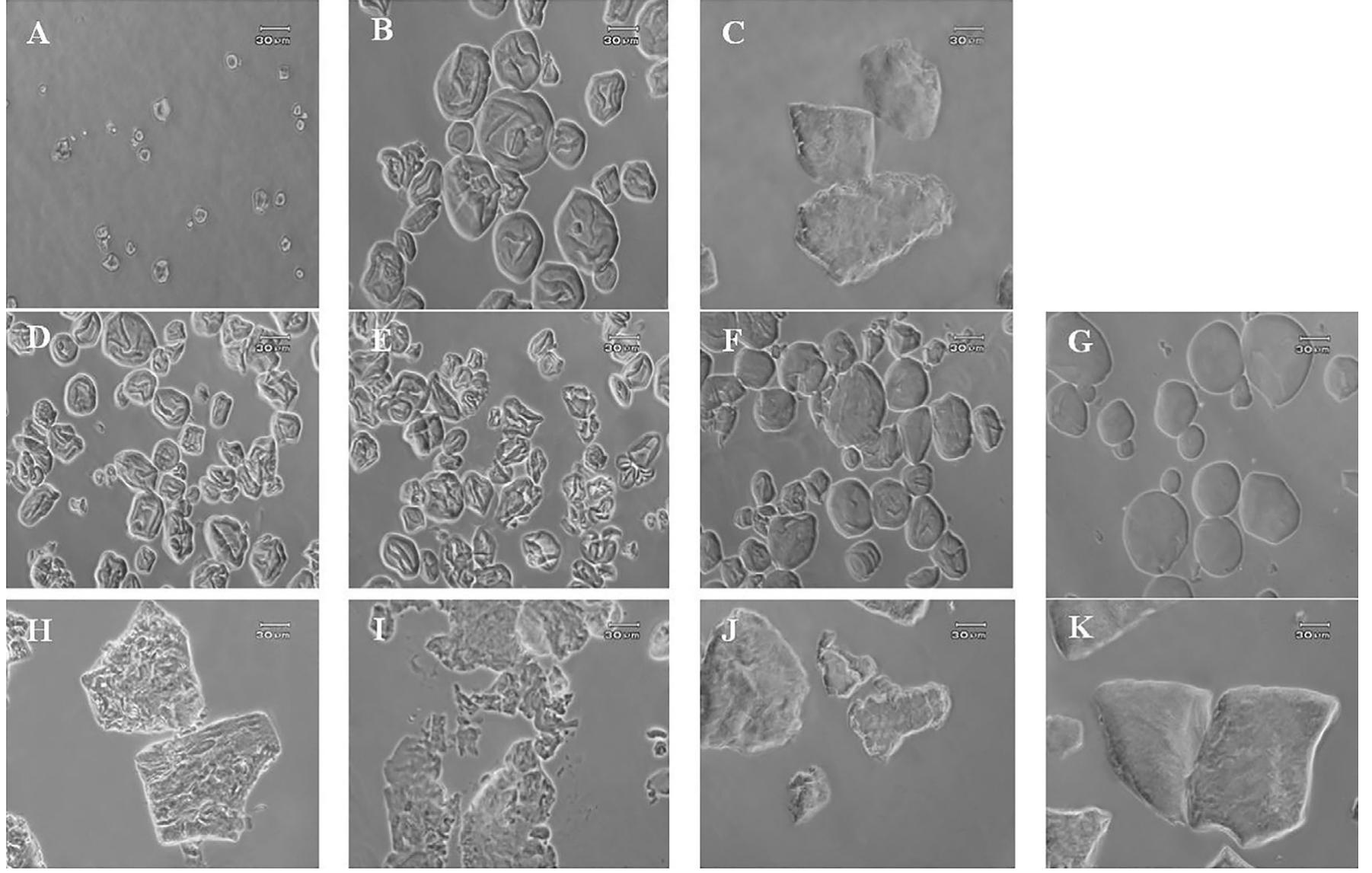 Light micrographs of native and modified corn starches.