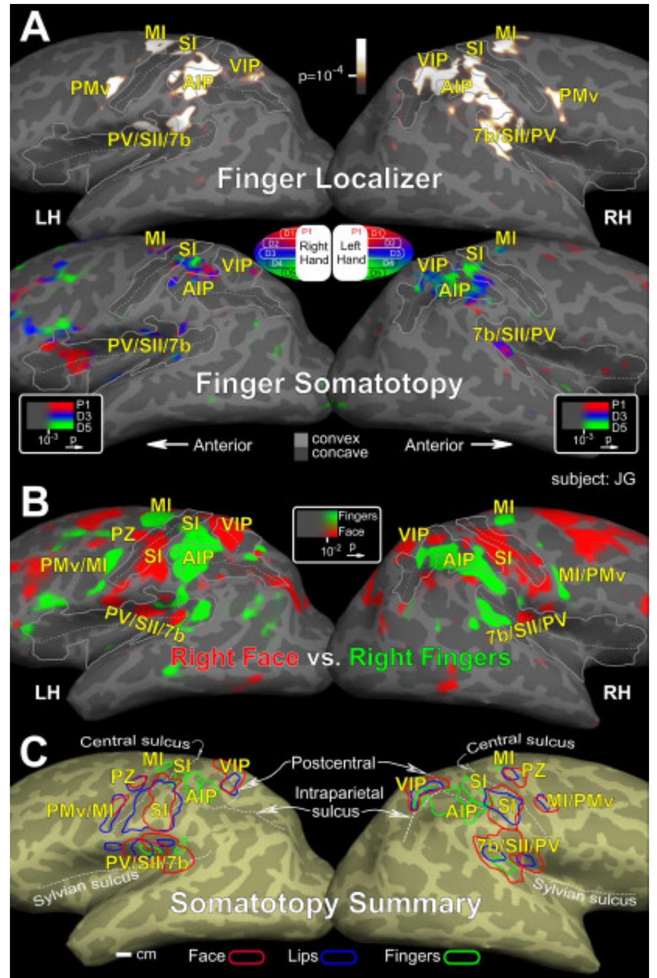 (PDF) Multisensory representations of space: multimodal brain imaging ...