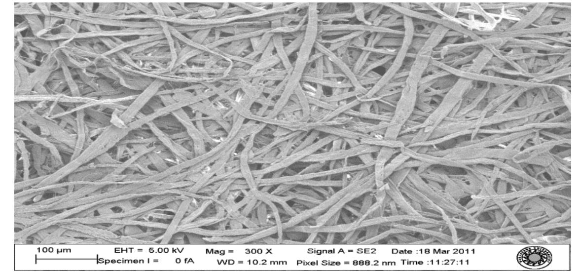 Fibrille Paper (3) showing fibrous structure of paper, taken by scanning