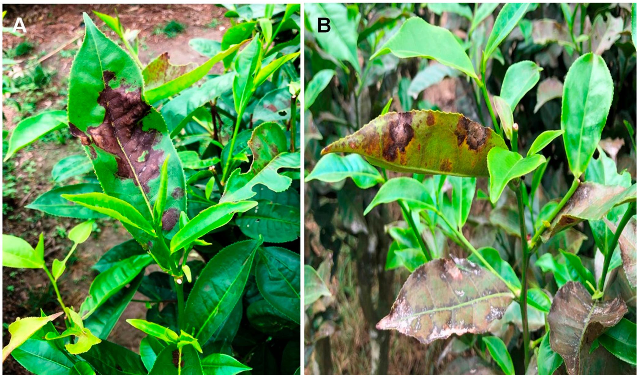 Tea Pathogens Symptoms of blister blight on a, adaxial and b, abaxial