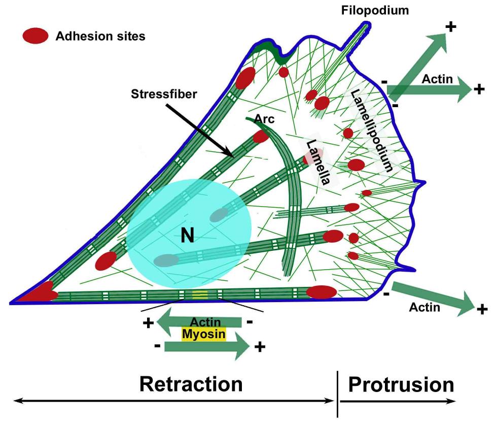 (PDF) The cytoskeleton and cell motility