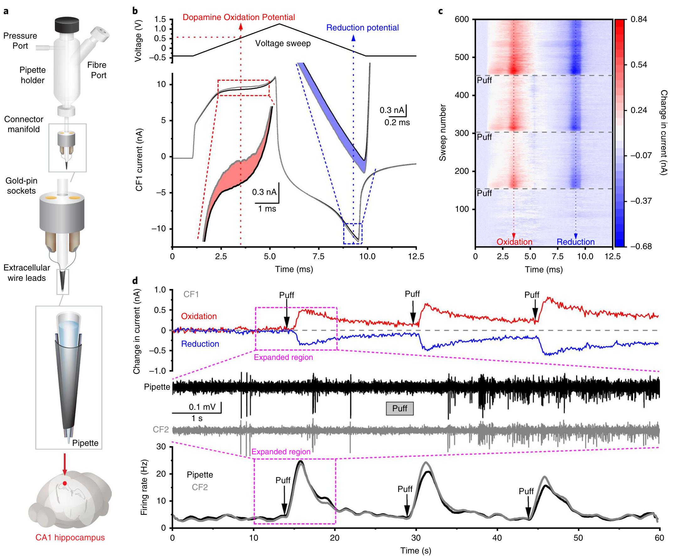 (PDF) Multimodal in vivo brain electrophysiology with integrated glass ...