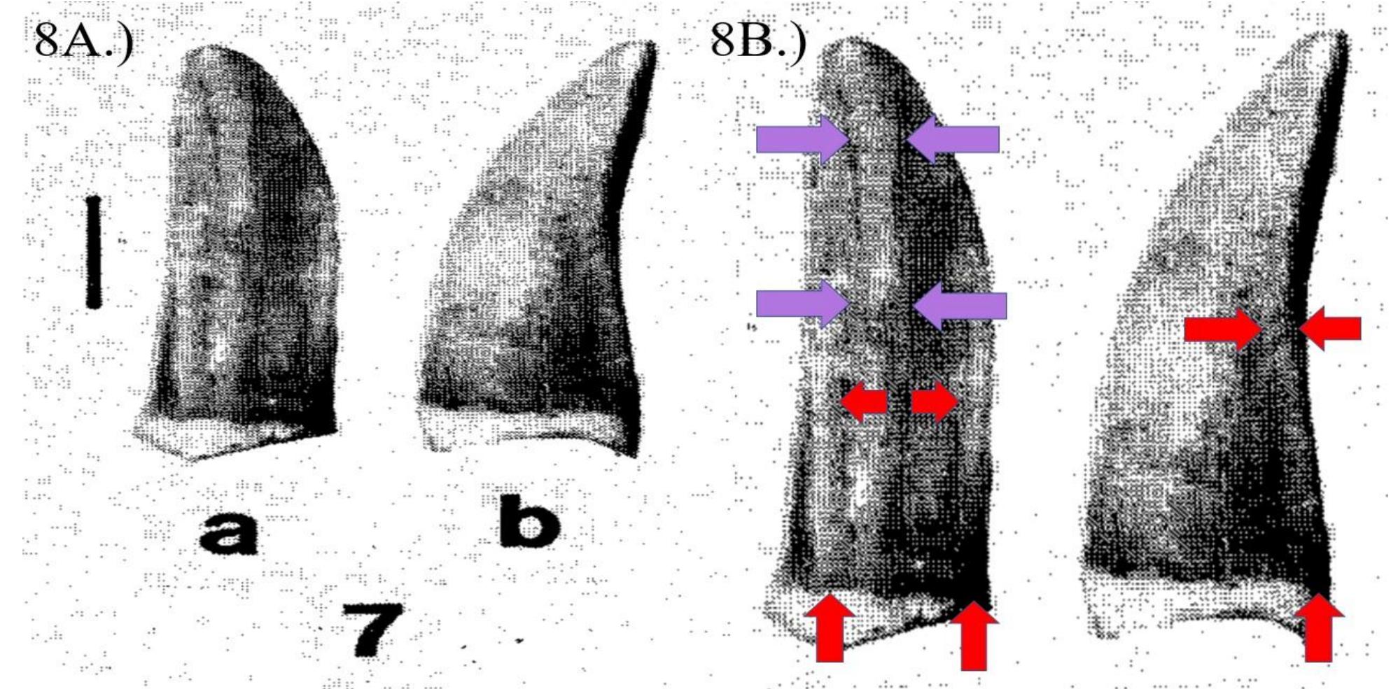 Ventral Ridging Ucmp 124406. 8a.) the specimen as shown in carpenter (1982).