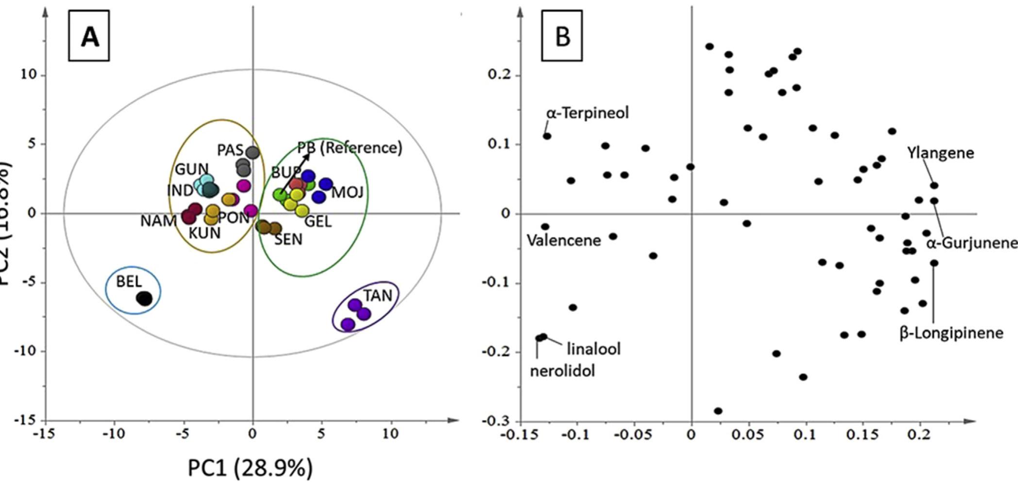 FIG. 2. Initial MCEO clustering based on metabolite profile: (A) score plot showing the groupings among the MCEOs; (B) metabolites that contributed to each cluster.  In order to evaluate the MCEO similarity based on the metab- olite composition, unsupervised PCA was performed on the GC-MS data using UV scaling (autoscale) (Fig. 2). The separation of MCEOs by PCA was explained by 28.9% and 16.8% variance in PC1 and PC2, 