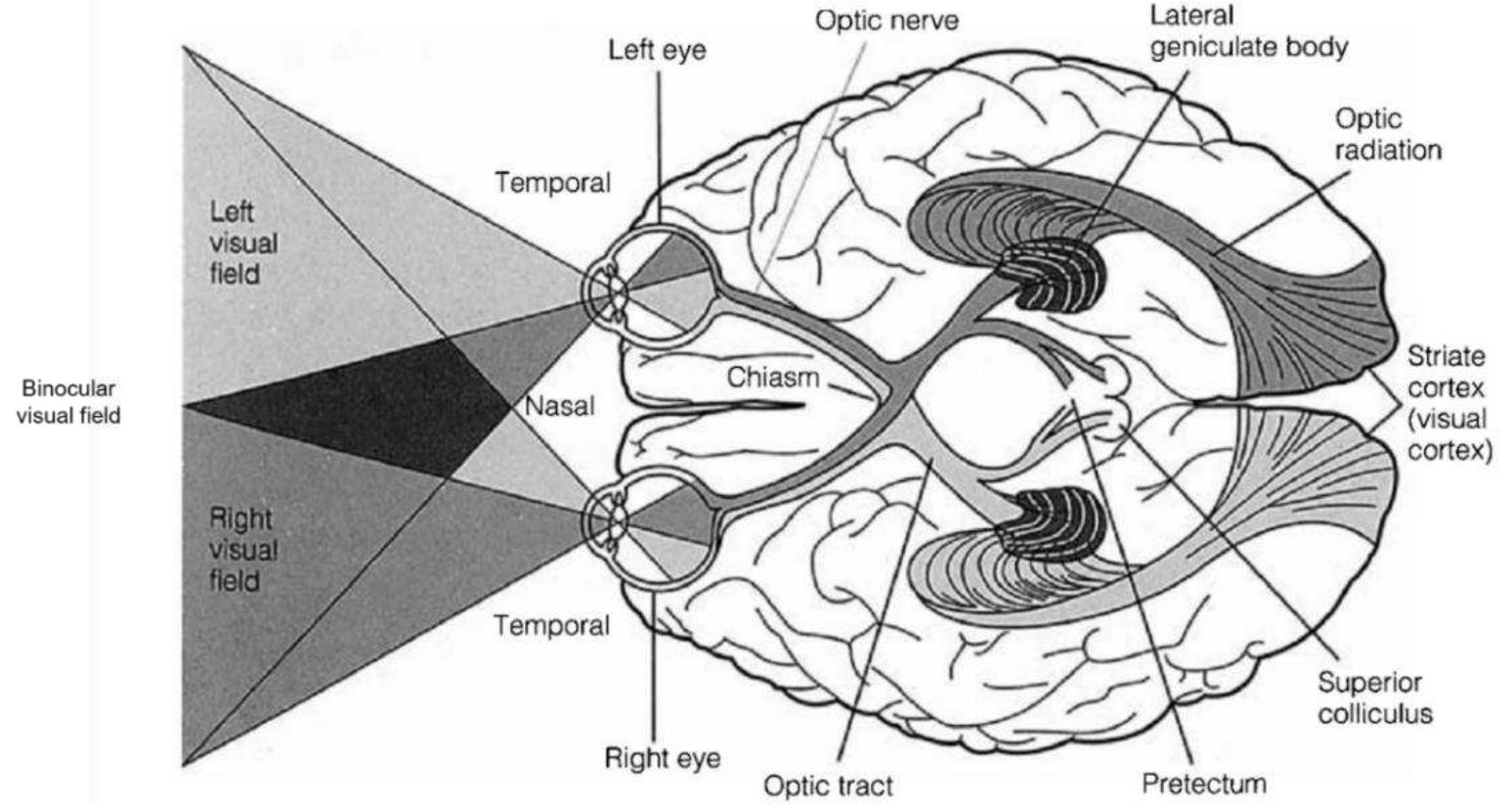 (PDF) Visual Field Responsiveness in Glaucoma: An eye tracking approach