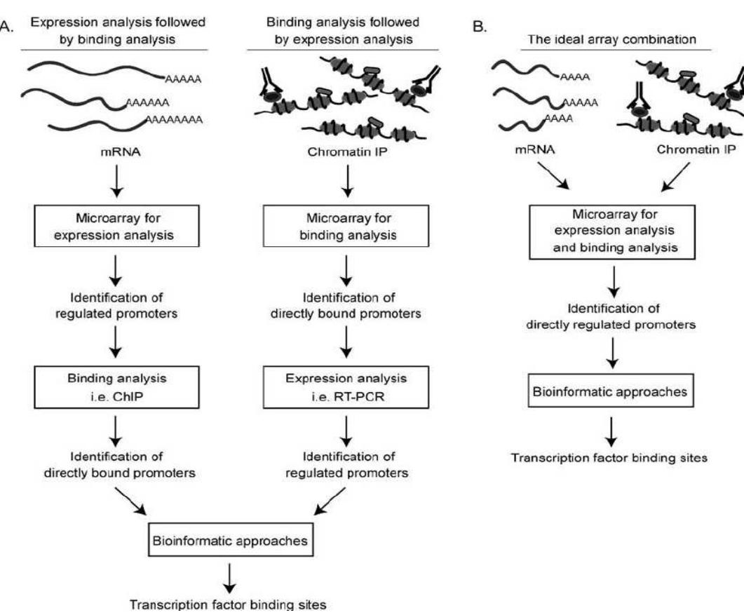 (PDF) Isolation and identification of protease producing bacteria