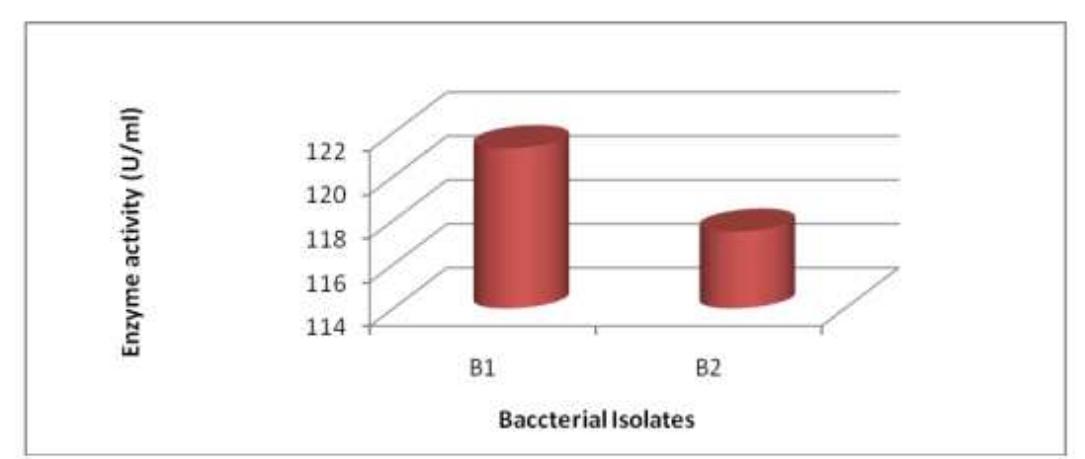 (PDF) Isolation and identification of protease producing bacteria