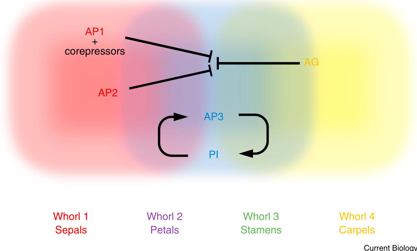(PDF) The ABC model of floral development
