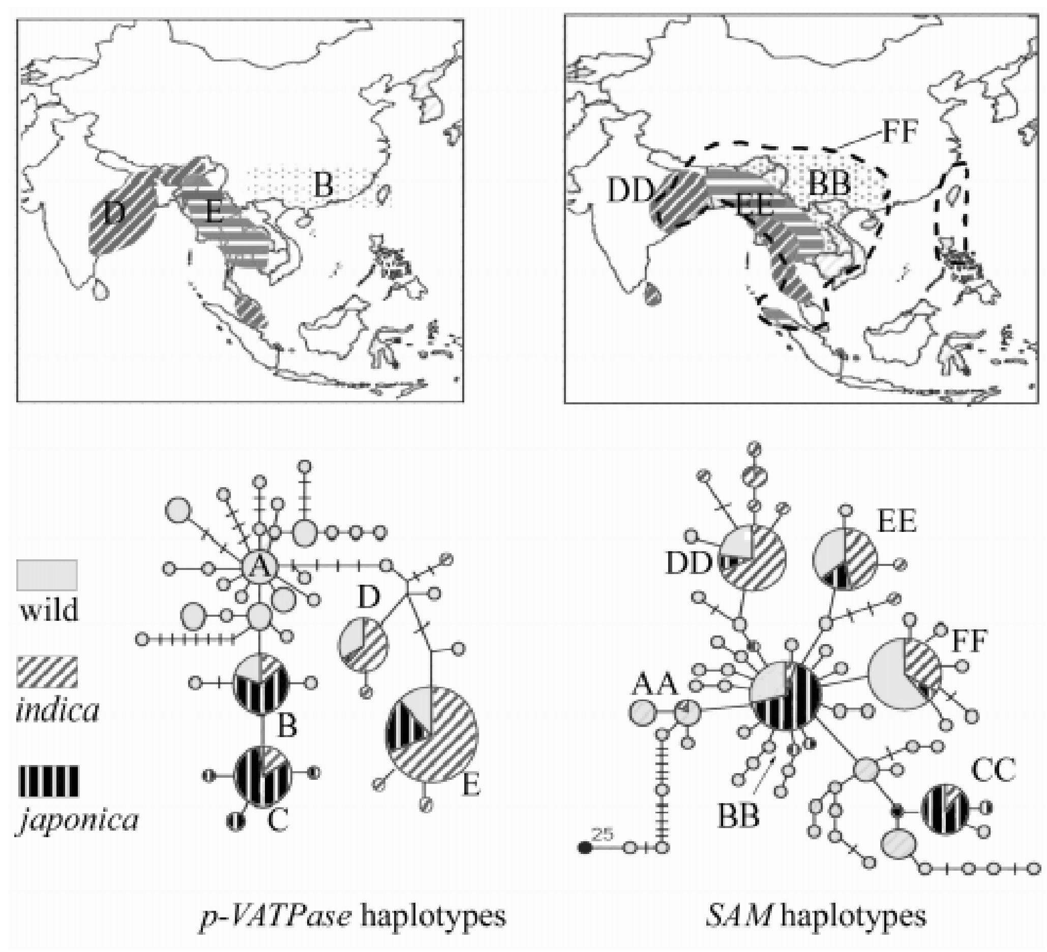 Haplotype Rice (PDF) A critical assessment of early agriculture in East Asia, with ...