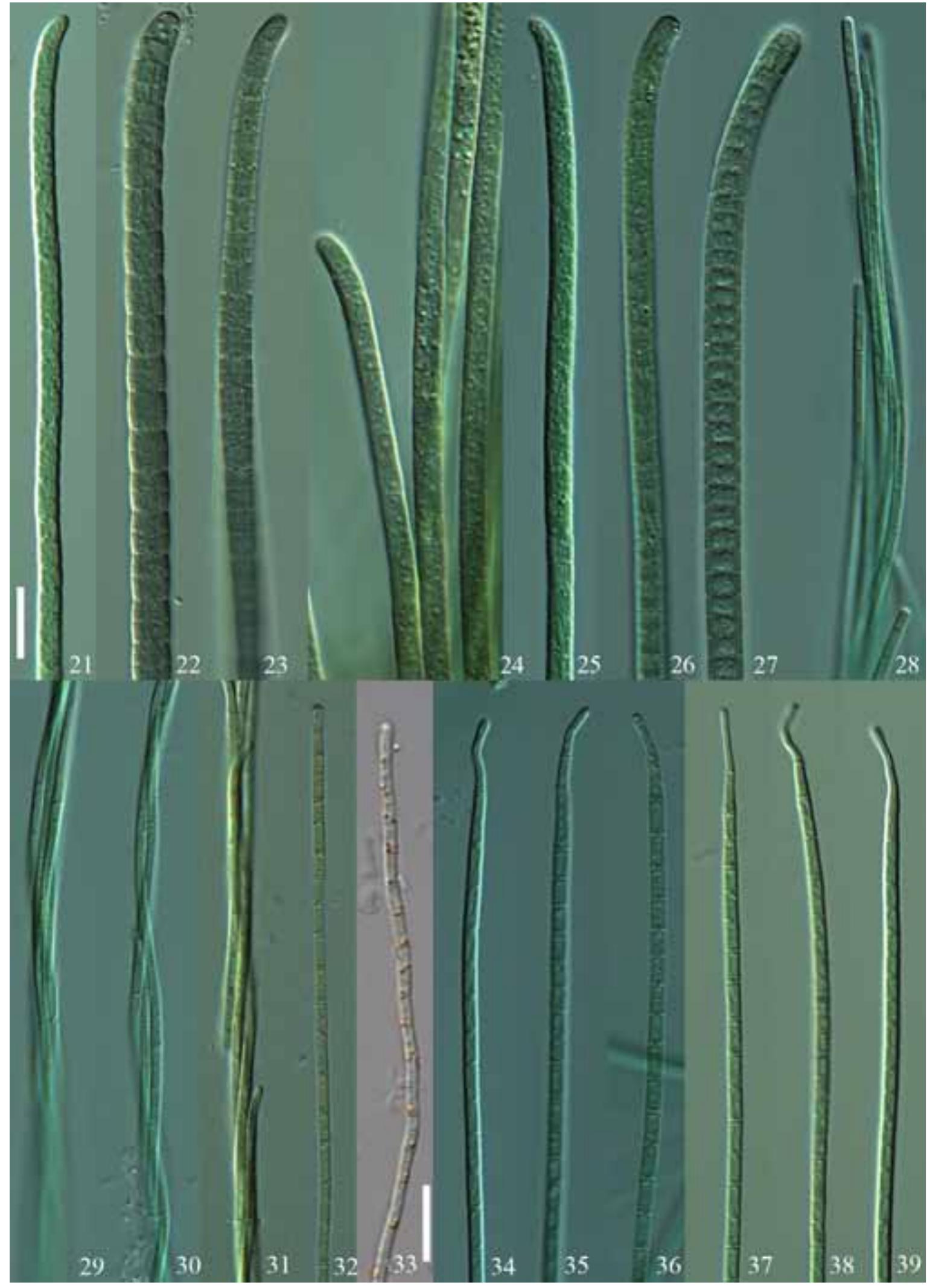 (PDF) Morphological and molecular study of epipelic filamentous genera ...