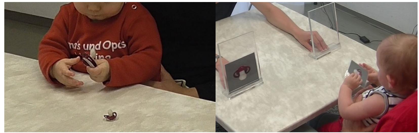Average looking durations were calculated for the familiar-, maxi-, and mini-sized objects for each trial. In prelim- inary analyses, we tested whether differences in looking durations between familiar and maxi size and familiar and mini size, stimulus identity (pacifier vs. sippy cup) and sex had a significant influence on infants' looking behaviour. We conducted a repeated-measures ANOVA on the difference in looking durations between familiar and maxi size and familiar and mini size with pairing (familiar-maxi vs. familiar-mini) and stimulus identity (sippy cup vs. pacifier) as within-subjects variables and sex as between-subjects variable. This analysis did not reveal any significant main effects or interactions (all Fs < 2). Thus, data were collapsed across the pairings for subsequent analyses; accordingly average looking durations for the maxi- and mini-sized objects were combined and are referred as looking durations  toward the novel-sized objects in the following. Data were also collapsed across sippy cups and pacifiers and girls  and Anyvc  Average looking durations were calculated for the familiar-, maxi-, and mini-sized objects for each trial. In prelim- 