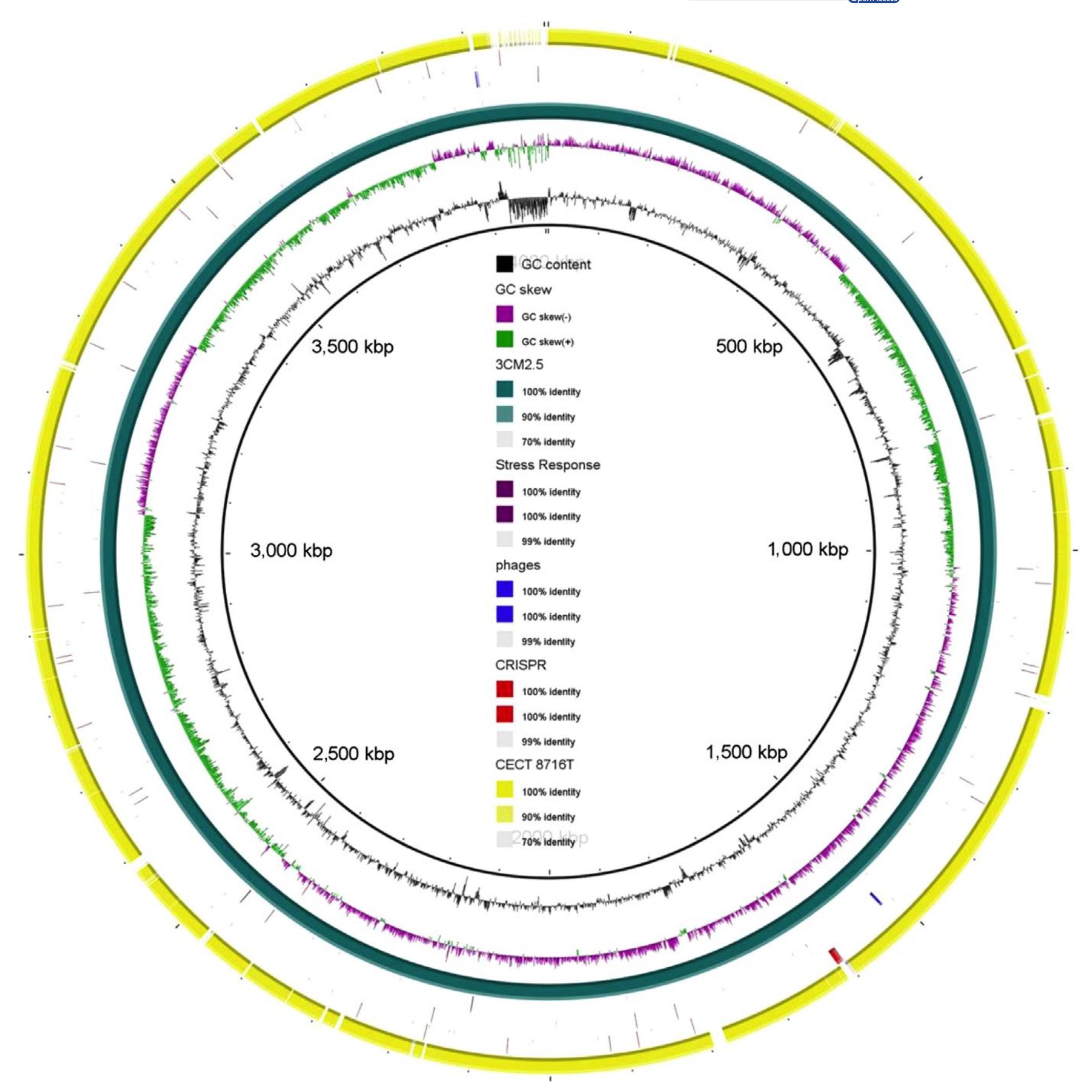 Graphical map of the blastn comparison of two strains of