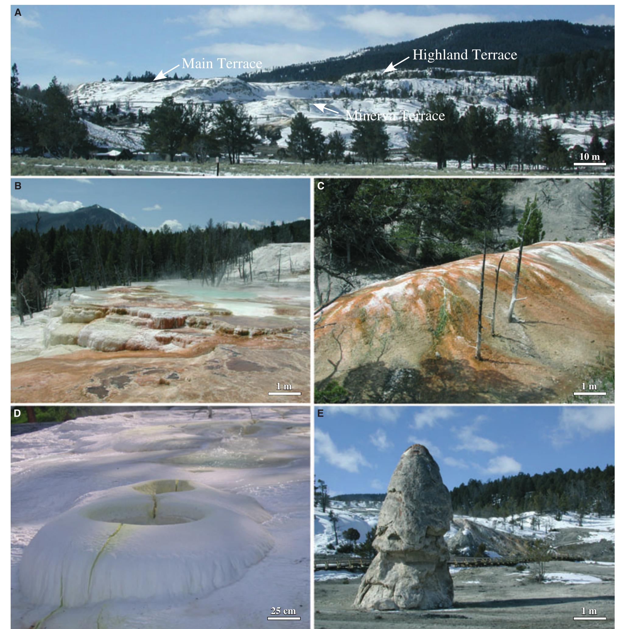Fig. 6. Travertine geomorphology at Mammoth Hot Springs. (A) Westward view from the National Park Service Albright Visitors Center at MHS of the Minerva, Main and Highland Terrace complexes in January, 2008. (B) Westward view of travertine terracettes at Spring AT-3 (Fig. 7B) in July 2004. (C) Fissure-ridge travertine deposits on the eastern margin of Angel Terrace in July 2004. (D) A series of domed travertine deposits at Narrow Gauge (Chan & Goldenfeld, 2007) in January 2002, which are forming along a fracture containing yellow sulphur-rich travertine deposits. (E) The Liberty Cap travertine dome in January 2002. 