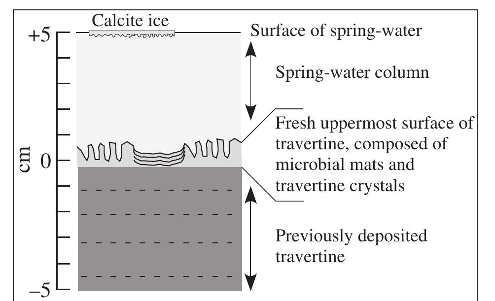 Fig. 7. Schematic cross-section of the travertine— microbe—water environments comprising the floor of hot-spring drainage systems at Mammoth Hot Springs. 