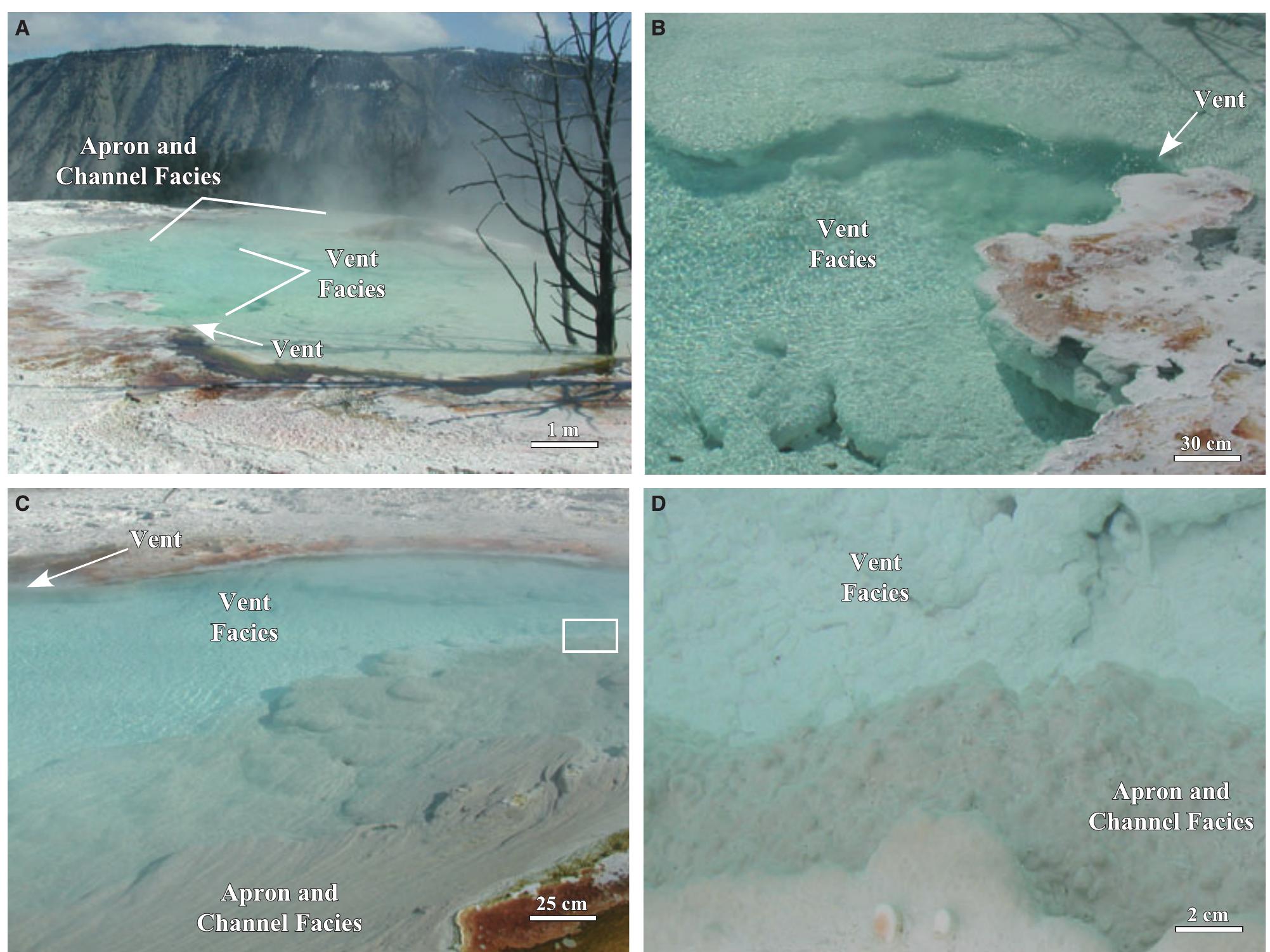 Fig. 10. Field photographs of the MHS travertine vent facies. (A) Overview of the vent facies and apron and channel facies at Spring AT-1 in July 2003. (B) Hot-spring water emerges from the vent at 73°C to form a turquoise pool floored with mounded white travertine deposits. (C) Gradational contact of the mounded white travertine of the vent facies with the characteristic beige sinuous streamer travertine of the apron and channel facies. (D) The irregular bumpy surface of the mounded travertine deposits in the transitional region from the vent to the apron and channel facies [enlargement of the area shown in panel (C)].  The vent facies grades downstream into the apron and channel facies, which is floored by sinuous deposits of travertine called ‘streamers’ (Farmer, 2000) that reach tens of centimetres in length (Fig. 12A and B). Each streamer filament is composed of aragonite needle botryoids that are significantly smaller (<20 1m x 0-5 um) and less  The vent facies is a shallow bowl-shaped depression (<5 m in diameter) surrounding the vent orifice (<3 cm in diameter) that is encrusted 