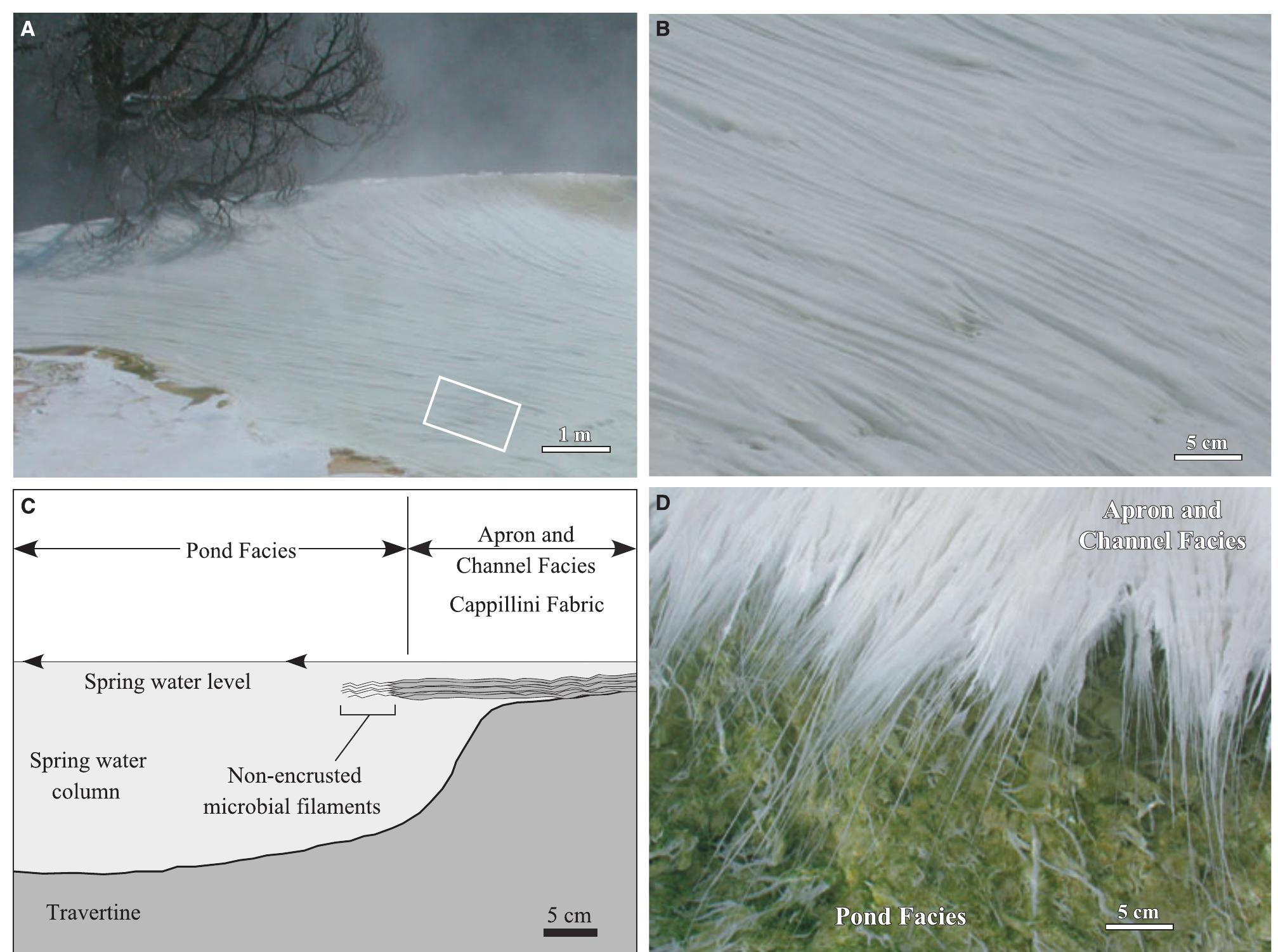 Fig. 12. Field photographs of the Mammoth Hot Springs travertine apron and channel facies at Angel Terrace Spring AT-1 in January 2004. (A) Overview of the apron and channel facies. (B) The characteristic sinuous streamer fabric of the apron and channel facies [enlargement of the area shown in panel (A)]. (C) Schematic cross-section of the abrupt transition from the apron and channel facies to the pond facies, with filamentous microbial mats that grow near the water surface and extend into the deeper water of the pond. During periods of increased spring-water outflow from the vent, the apron and channel facies travertine progrades into the pond at and near the water surface, forming a ledge that will eventually completely cover the pre-existing terracette if hot-spring water flow remains high. (D) Photograph of the transition from non-encrusted to travertine encrusted microbial filaments. 