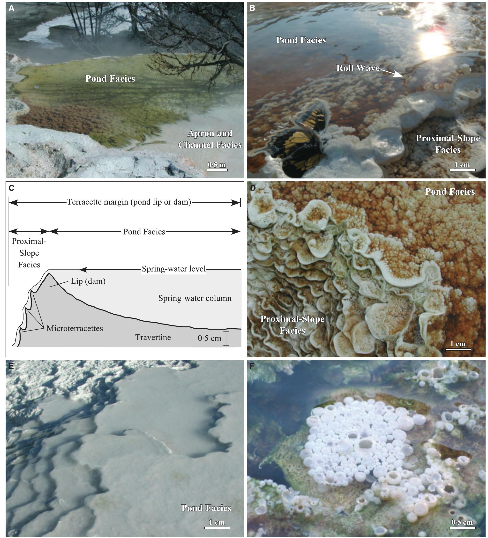 Fig. 13. Field photographs of the Mammoth Hot Springs travertine pond facies. (A) Overview of the abrupt down- stream transition from the apron and channel facies to the pond facies at Spring AT-1 in January 2003. (B) Lip of the pond facies travertine dam at the margin of a terracette, showing formation of a roll wave, encrustation of a monarch butterfly and the abrupt transition to scalloped microterracettes of the proximal-slope facies (in July 2008). (C) Schematic cross-section of the pond facies lip. (D) Field photograph of the pond facies lip in July 2008. (E) Calcite ice rafts forming on the surface of microterracette ponds. (F) Travertine-encrusted water bubbles at the margin of a pond. 