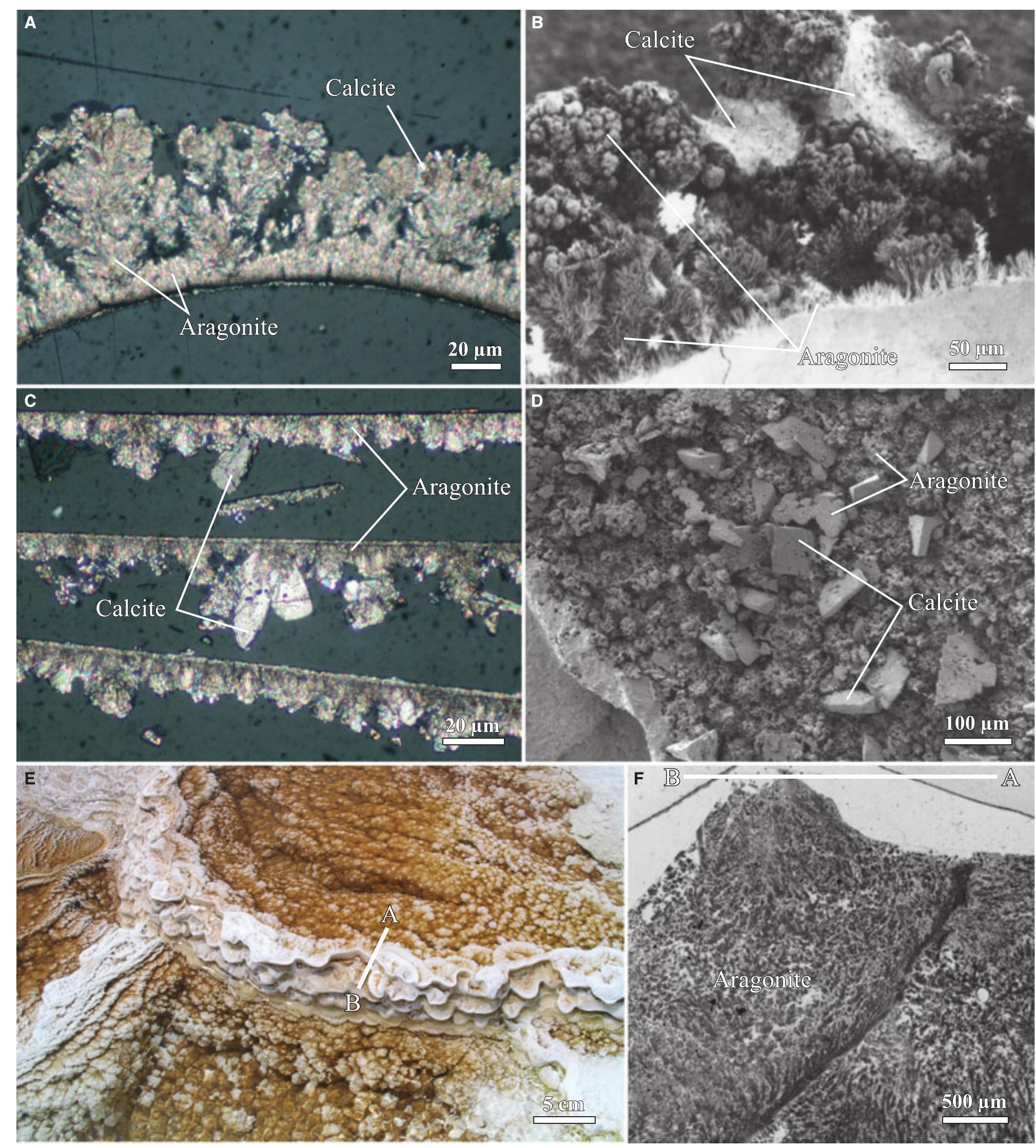 Fig. 14. Petrography of travertine comprising encrusted bubbles, calcite ice and microterracette pond lips. (A) and (B) Paired polarized-light photomicrograph and SEM image of aragonite and calcite crystals encrusting a hot-spring water bubble in pond facies travertine [the field photograph is shown in panel (F)]. (C) and (D) Paired polarized-light photomicrograph and SEM image of aragonite and calcite crystals comprising calcite ice sheets. (E) and (F) Field photograph and plane-light photomicrograph of the lip of a microterracette in the proximal-slope facies.  (ii) low-temperature (<57°C) ponds that form ridged networks of microcrystalline aragonite 1 to 2 cm in height (Farmer, 2000). Thin carbonate ‘ice-sheets’ and calcified bubbles (Fig. 13E and F)  composed of 50 to 100 pm diameter blocky to columnar calcite crystals and small (<10 um) acicular aragonite (Fig. 14A to D) precipitate at the pond air—water interface (Allen & Day, 1935; 