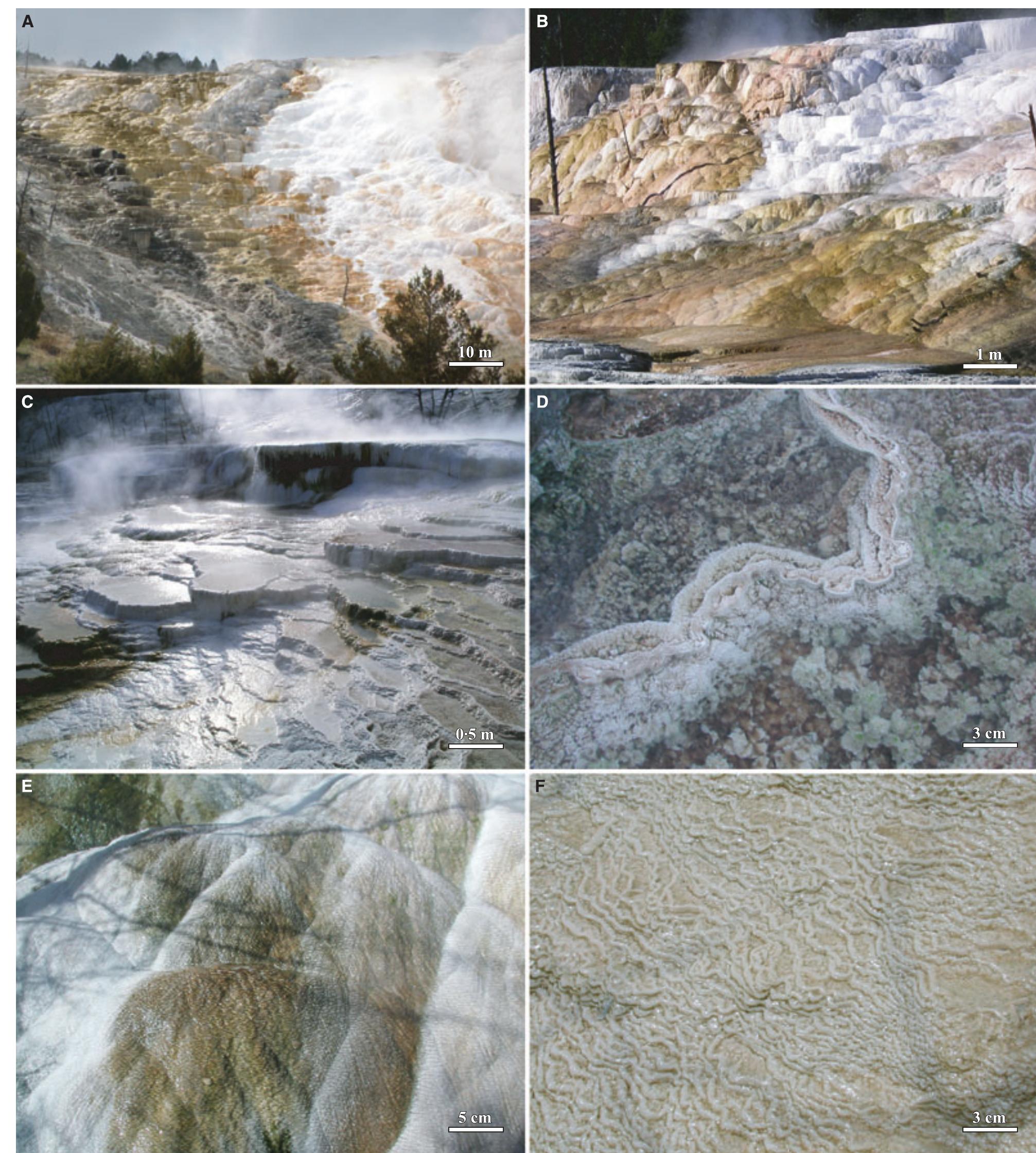 Fig. 15. Field photographs of the Mammoth Hot Springs travertine proximal-slope facies. (A) Overview of the 50 m high proximal-slope facies at Canary Springs in July 2009. (B) Overview of the 10 m high proximal-slope facies at Spring AT-2 in November 2008. (C) Microterracettes comprising the proximal-slope facies at Spring AT-3 in Octobe 2005. (D) Enlargement of a microterracette pond lip at Spring AT-1 in November 2002. (E) Rounded microterracettes comprising the proximal-slope facies at Spring AT-1 in November 2002. (F) Microterracettes forming on the proxi- mal-slope facies at Spring AT-3 in January 2007. 