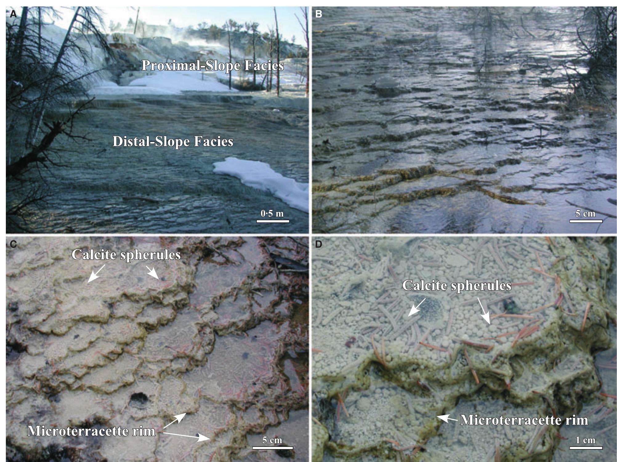 Fig. 16. Field photographs of the Mammoth Hot Springs travertine distal-slope facies. (A) Overview of the gradual transition and associated decrease in slope from the proximal-slope facies to the distal-slope facies at Spring AT-1 in January 2000. (B) Broad and shallow microterracettes that are characteristic of the distal-slope facies. (C) and (D) Each microterracette has a distinct margin and is floored with small calcite spherules, as well as decaying pink-tinted and travertine-encrusted pine needles. 