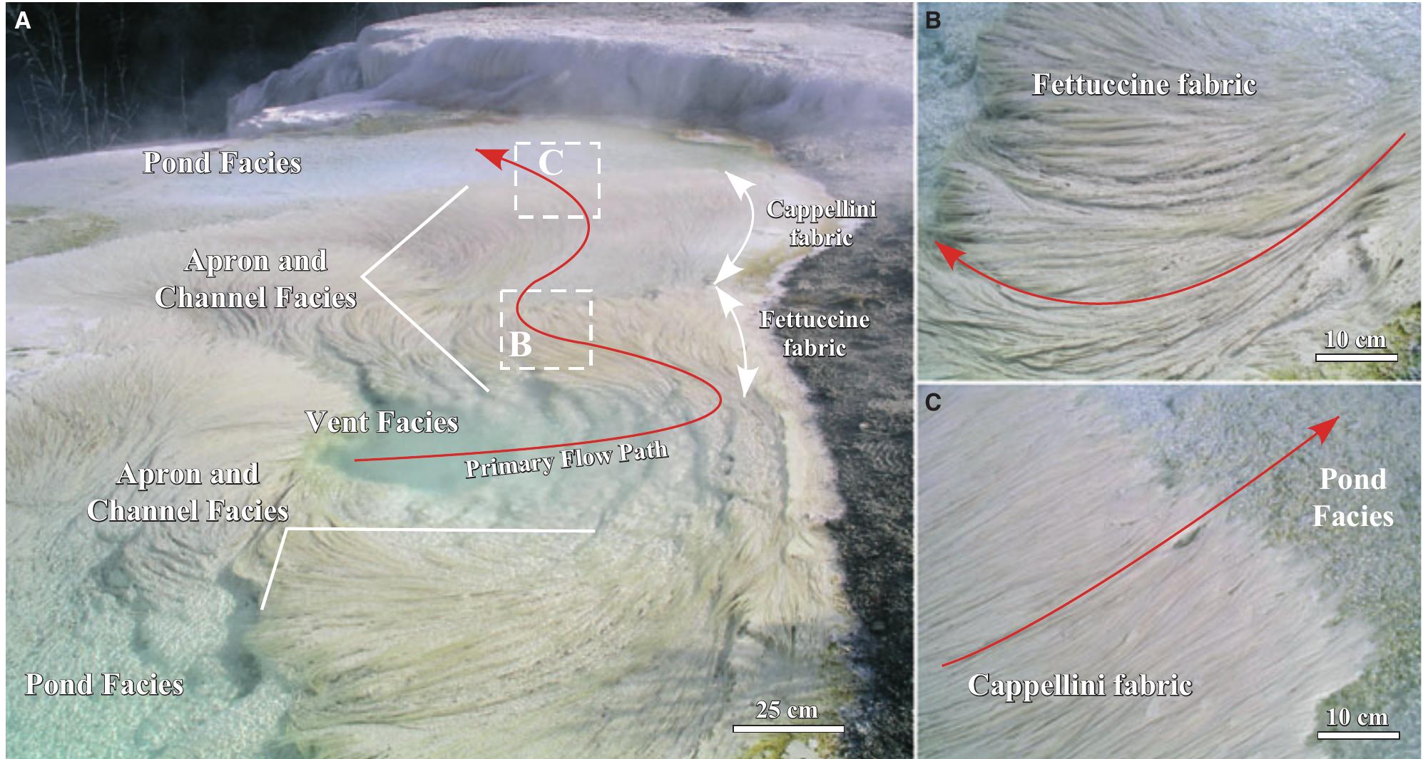 Fig. 23. Field photographs of the modern microbial mats and travertine comprising the apron and channel facies at Spring AT-2 in October 2005. (A) Trajectory of the primary flow path through the upstream Fettuccine fabric and downstream Cappillini fabric. (B) Enlargement of the Fettuccine fabric. (C) Enlargement of the Cappillini fabric. 