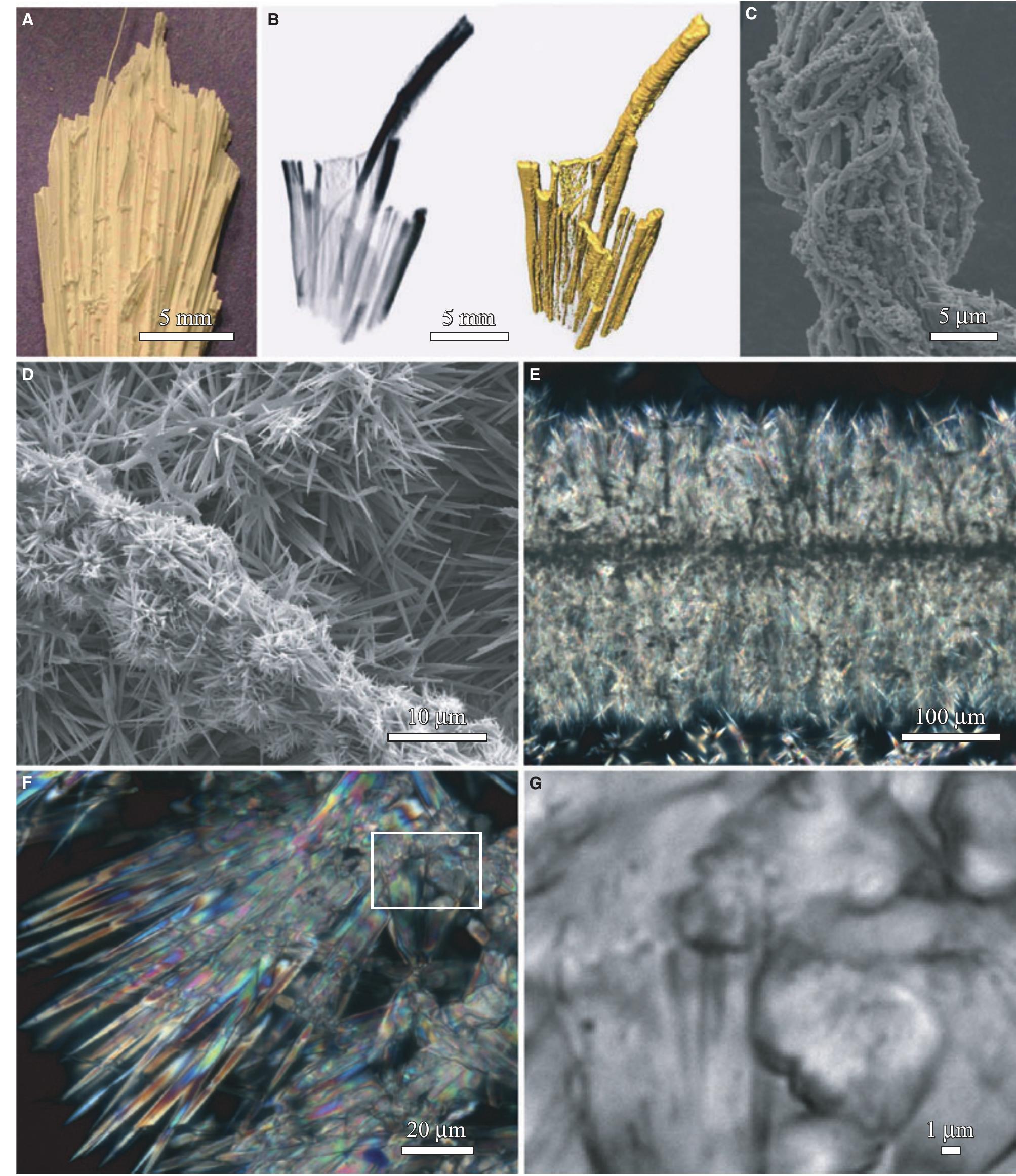 Fig. 24. Integrated high-resolution analyses of the travertine apron and channel facies Cappillini fabric. The sample was collected from the field site shown in Figure 23C. (A) Hand sample photograph of dried specimen. (B) MicroCT images depicting raw X-ray data (left) and rendered surfaces (right). (C) SEM image of the microbial filaments on which the travertine is precipitated, illustrating that each larger filament observed in the field is composed of small interwoven microbial filaments and coccoidal cells. (D) SEM image of a microbial filament encrusted by small aragonite needles and surrounding EPS-rich pore space in which significantly larger aragonite needles have pre- cipitated (modified from Kandianis et al., 2008). (E) to (G) Transmitted plane-light photomicrographs of a single travertine-encrusted microbial filament at increasingly higher magnification, reaching 1 um resolution. 
