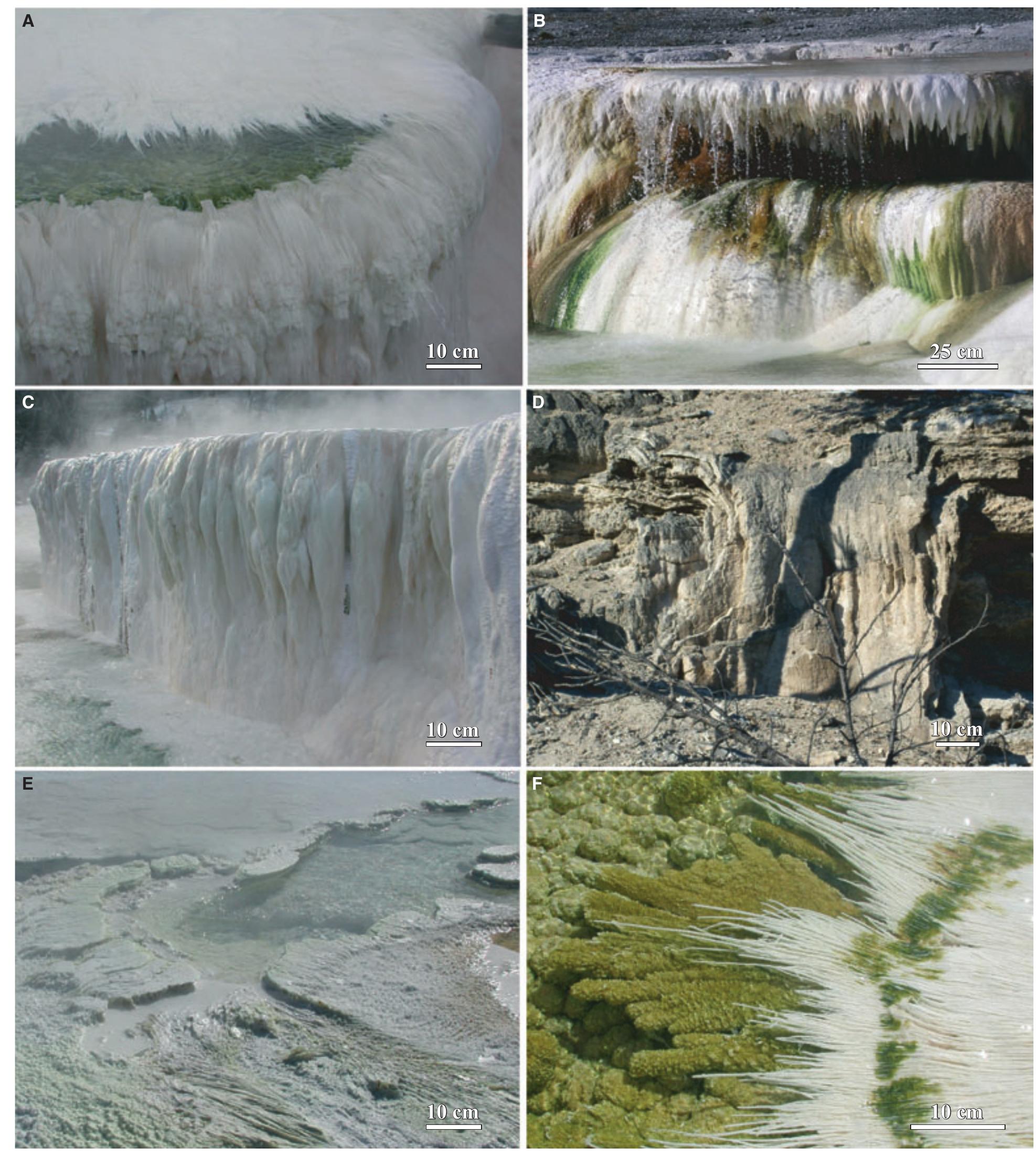 Fig. 26. Field photographs of the life history of a Mammoth Hot Springs travertine hot spring. (A) Progradation of the modern apron and channel facies at Spring AT-1 (November 2002) over the pond facies as vent flow increases. (B) Progradation of the modern apron and channel facies at Spring AT-3 (October 2005) over the lip of the pond facies as vent flow increases. (C) Progradation of the modern apron and channel facies at Spring AT-1 (November 2002) over the proximal-slope facies as vent flow increases. (D) Progradation of recent (ca 100 years old) apron and channel facies over the pond facies at Highland Terrace. (E) Retrogradation and stranding of the modern vent facies and apron and channel facies at Spring AT-1 (November 2002) as vent flow decreased. (F) Upstream retrogradation of the modern apron and channel facies at Spring AT-1 (January 2001) as vent flow decreased.  