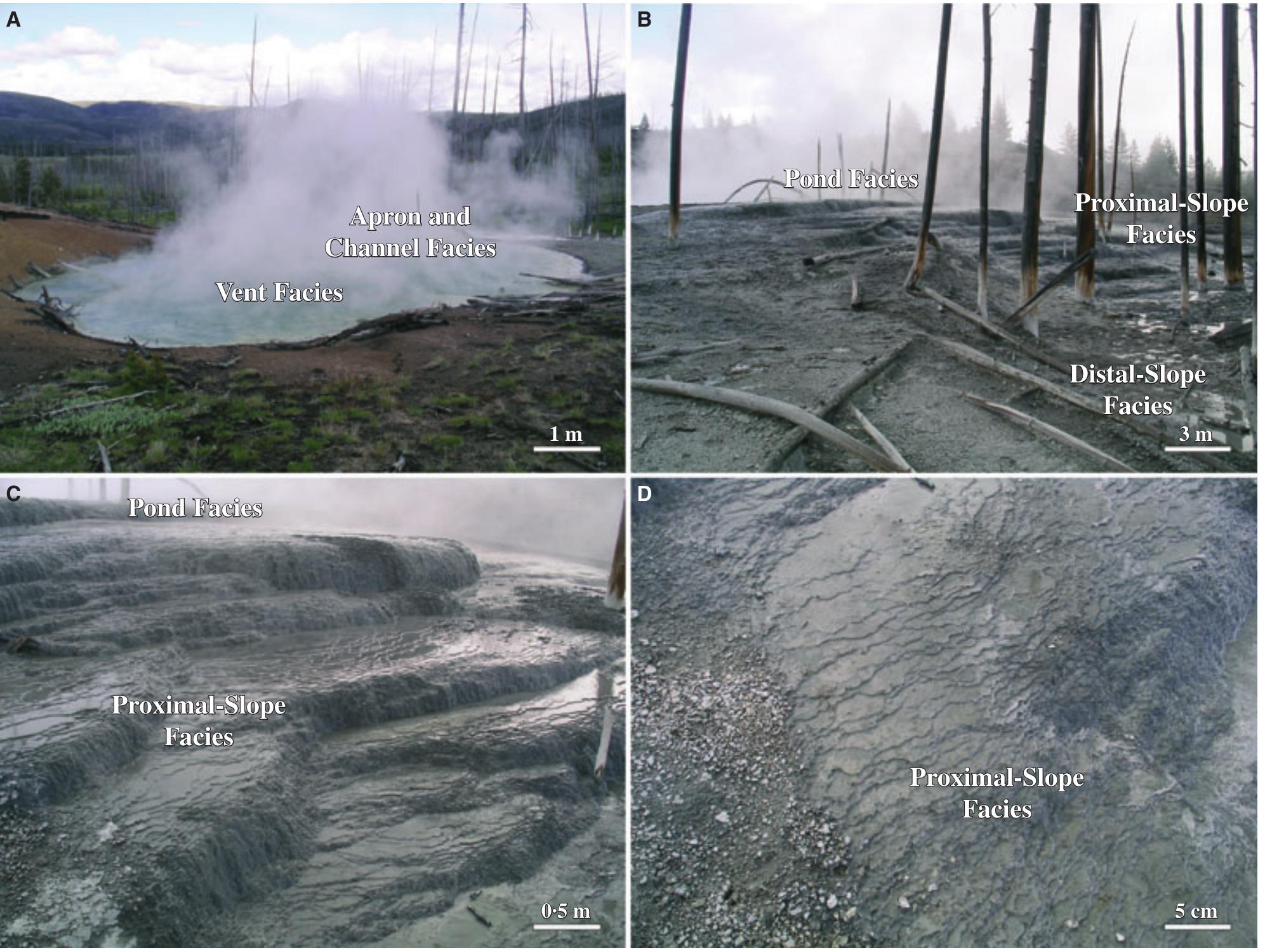 Fig. 32. Field photographs of similarities in SiO, sinter deposits (October 2007) in a spring near Monument at the northern rim of the Yellowstone caldera. Vent spring-water is expelled at a temperature of 100°C and a pH of 3. (A) to (D) Sinter terracette and microterracette distributions along the spring drainage system that, at a gross field-scale geomorphology, resemble those of the travertine vent, apron and channel, pond, proximal-slope and distal-slope facies.  Another example of the potential application of results from MHS is to help better understand the  density banding in the aragonitic skeleton of scleractinian corals. It is currently assumed that  coral skeletal density banding patterns represent  Several promising research opportunities exist to apply the understandings of geological and  bio  ogical controls on  ravertine deposition de-  rived from MHS to other important modern and  anc is  ial  to systematically a  travertine—water—microbe analyses to sequen-  y older and older  Dac  31).  k to 8000 YBP at M  33 000 YBP in the Gardiner quarries (Figs 27 to Another important o apply the experimental and theoretical ap- proaches developed to s at MHS to the siliceous springs that occur throughout the rest of Yosemite National Park YNP; Fig. 2A). Siliceous hot spring systems such  ient depositional environments. One example  pply the modern MHS  fossil travertine deposits HS (Fig. 5B) and back to  opportunity would be  udy travertine formation 