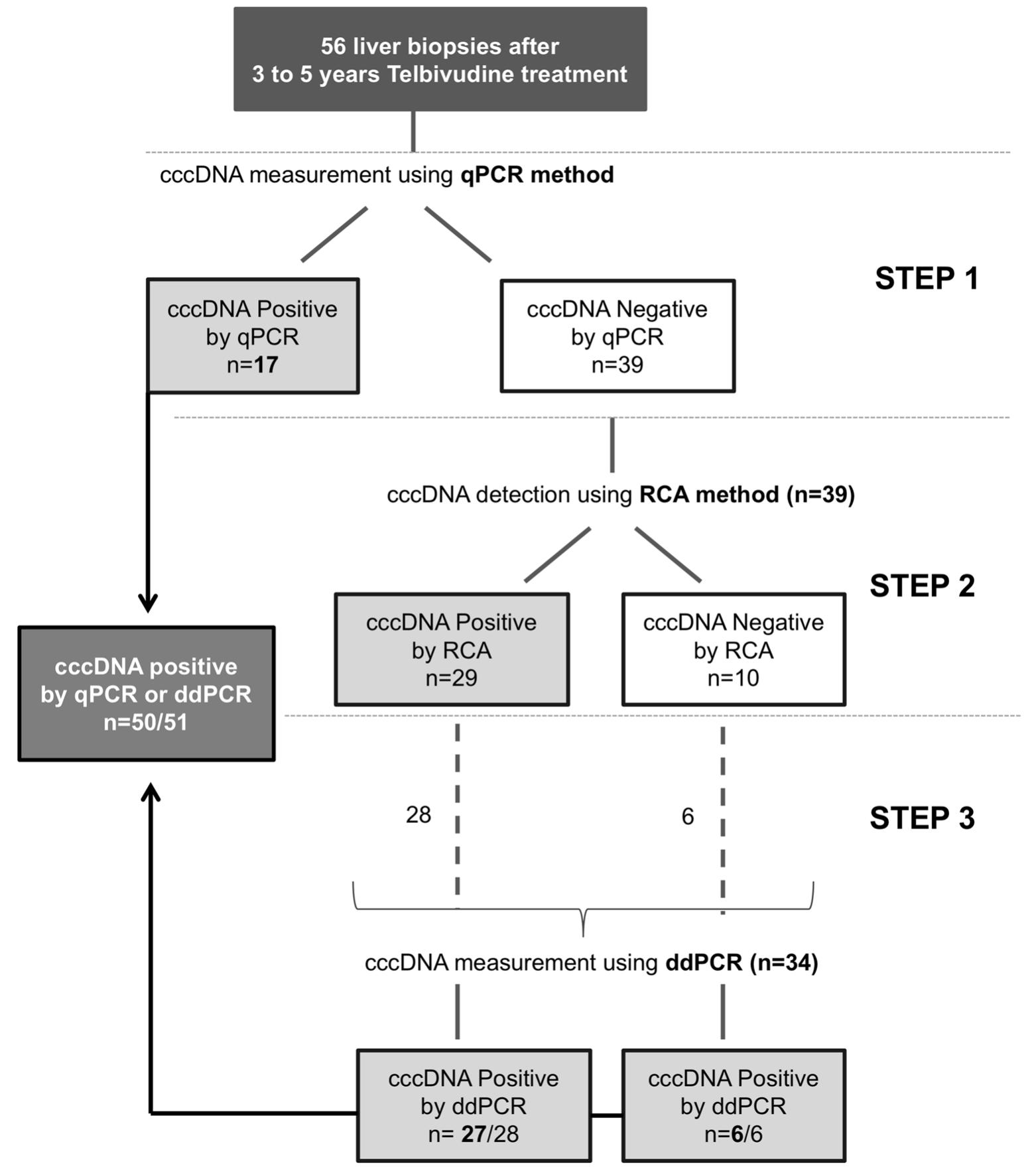 Workflow of intrahepatic covalently closed circular dna