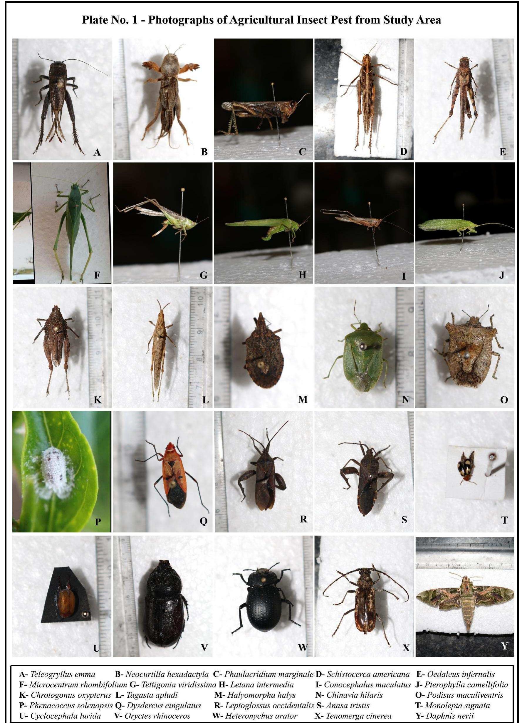 (PDF) Diversity and Distribution of Agricultural Insect Pest in Some ...