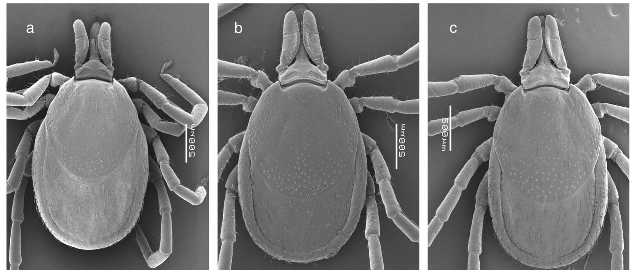 (PDF) The Ixodes ricinus complex (Acari: Ixodidae) in the Southern Cone ...