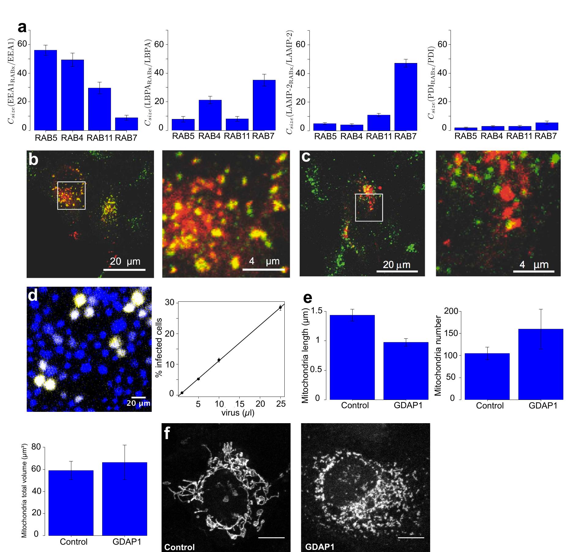 (PDF) An ImageJ / Fiji plugin for segmenting and quantifying ...