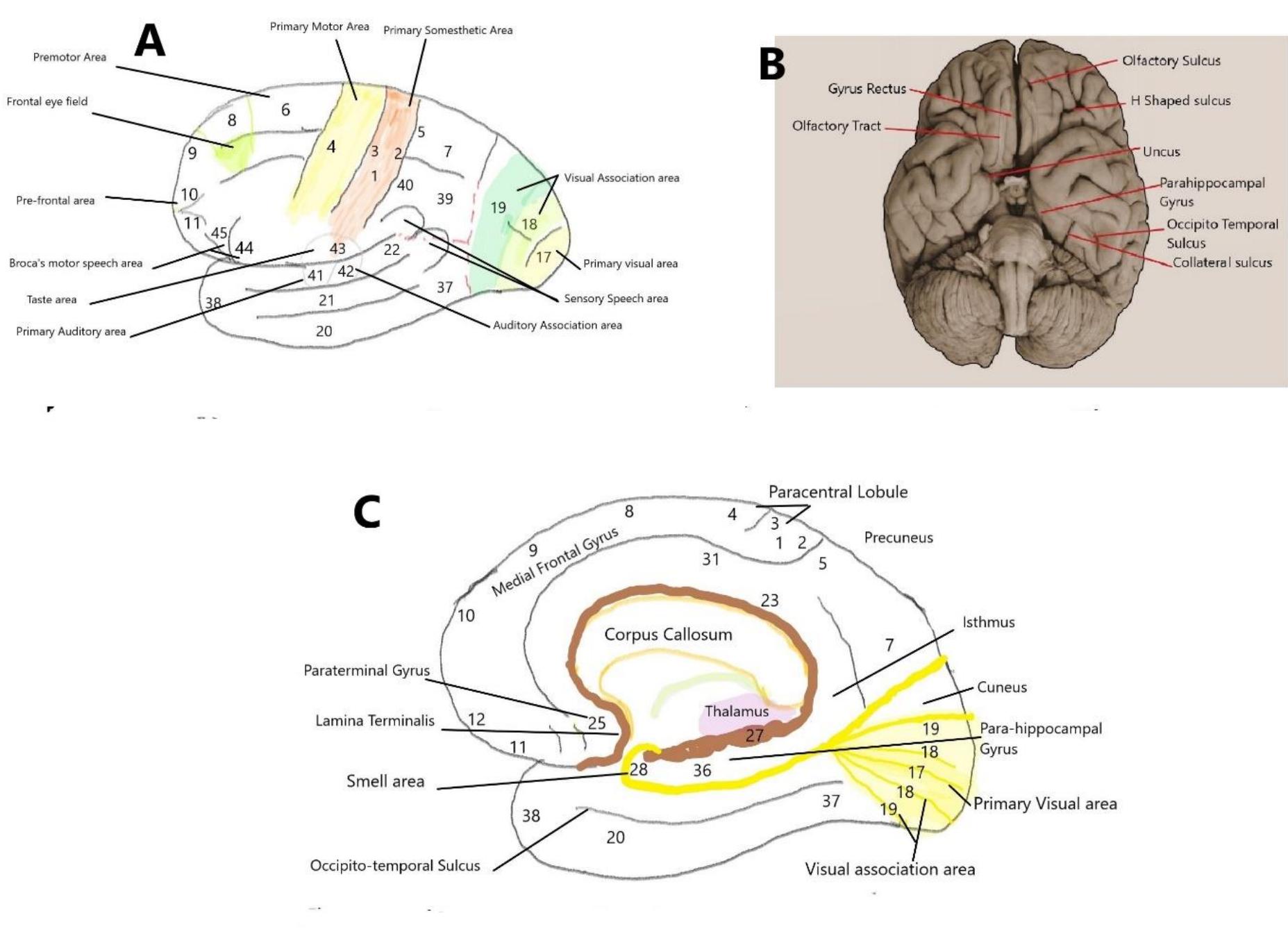 Mesocortex Or Juxtallocortex (PDF) The Anatomy of the Cerebral Cortex