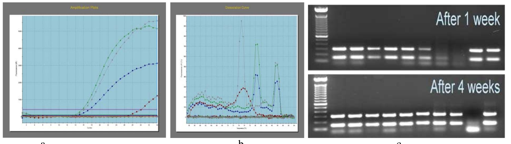 A) a graph of a conventional real-time pcr and (b) melting
