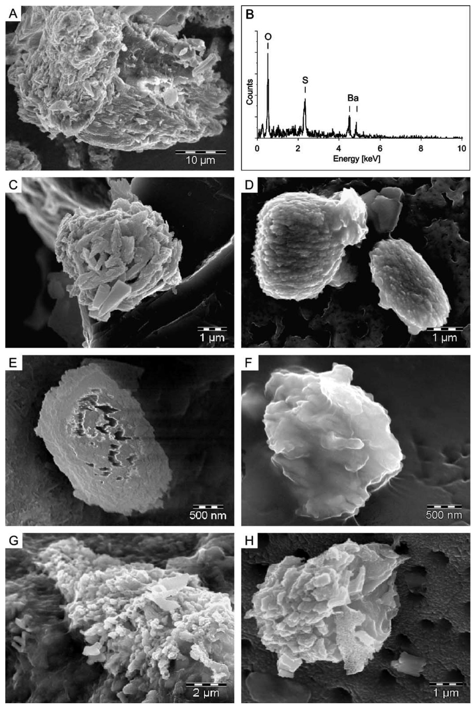 Figure 3 - from Active and buried authigenic barite fronts