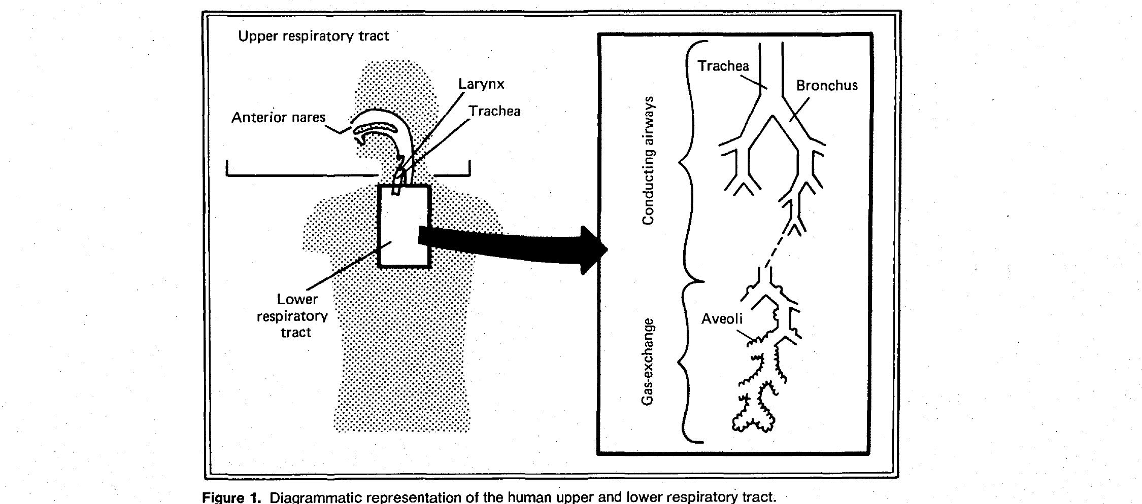 Inhalation Model (PDF) Size Considerations for Establishing a Standard for Inhalable ...