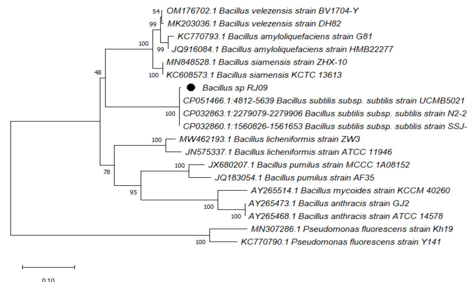 (PDF) The Potential of Bacillus subtilis subsp. subtilis RJ09 as a ...