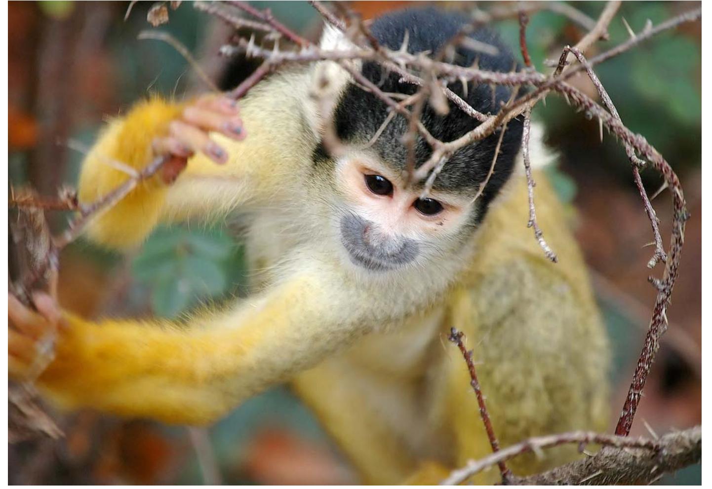 Simiar Monkey (PDF) Human Potential for Tetrachromacy by