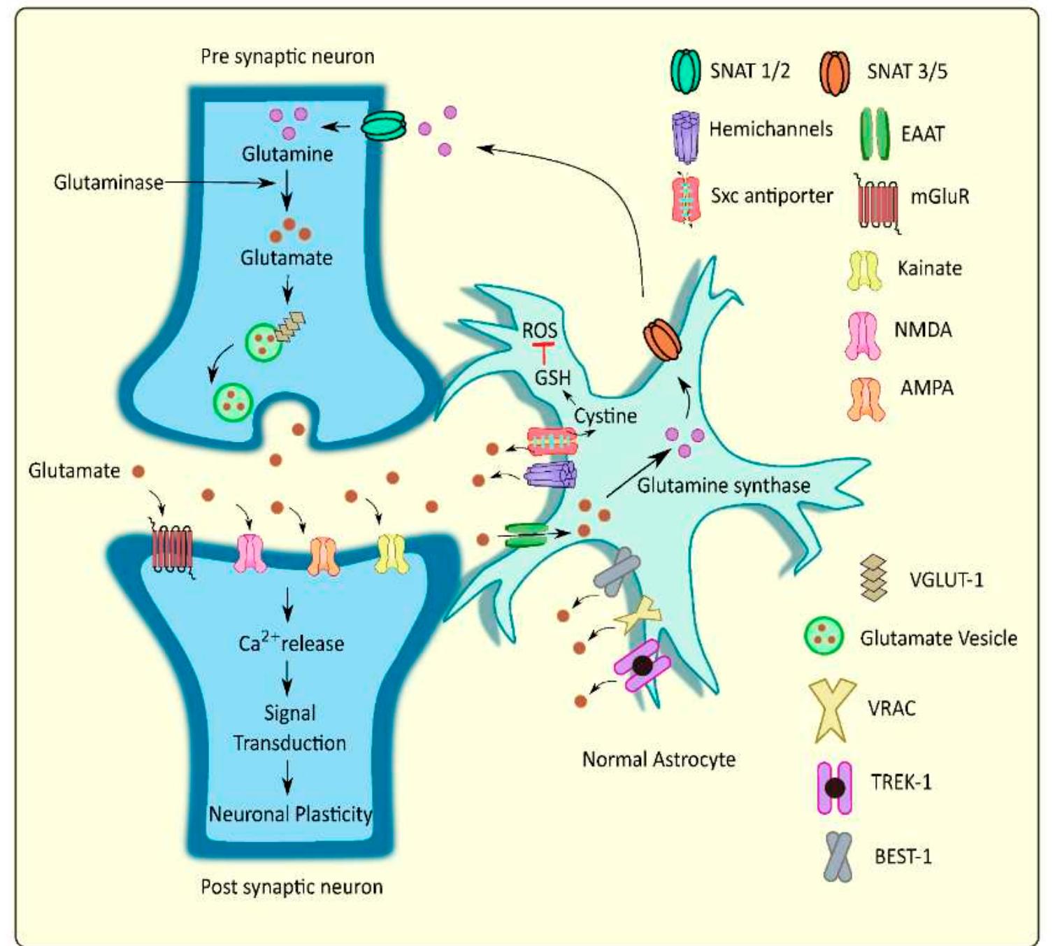 Schematic representation of glutamate homeostasis at the