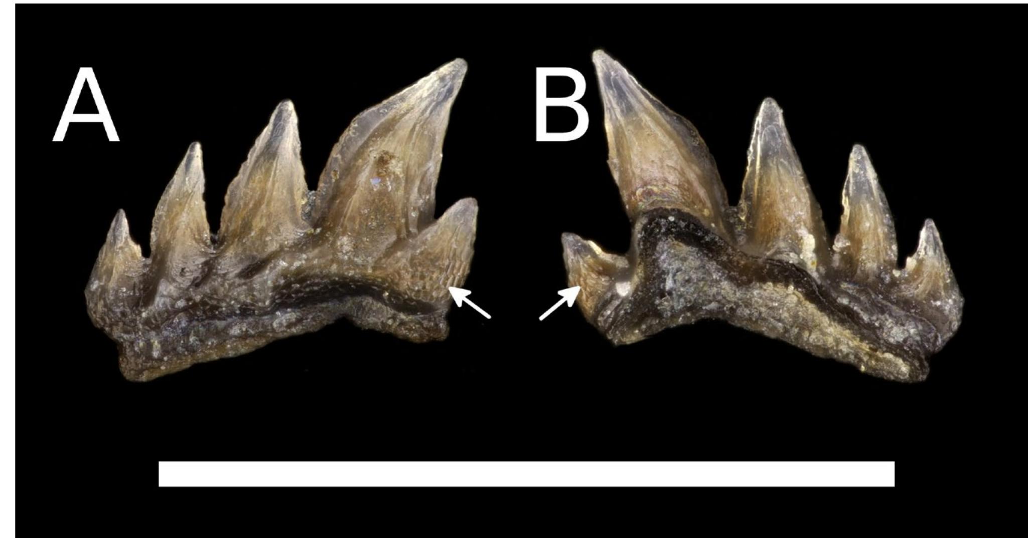 Figure 1 - from New records of fossil deep-sea shark teeth