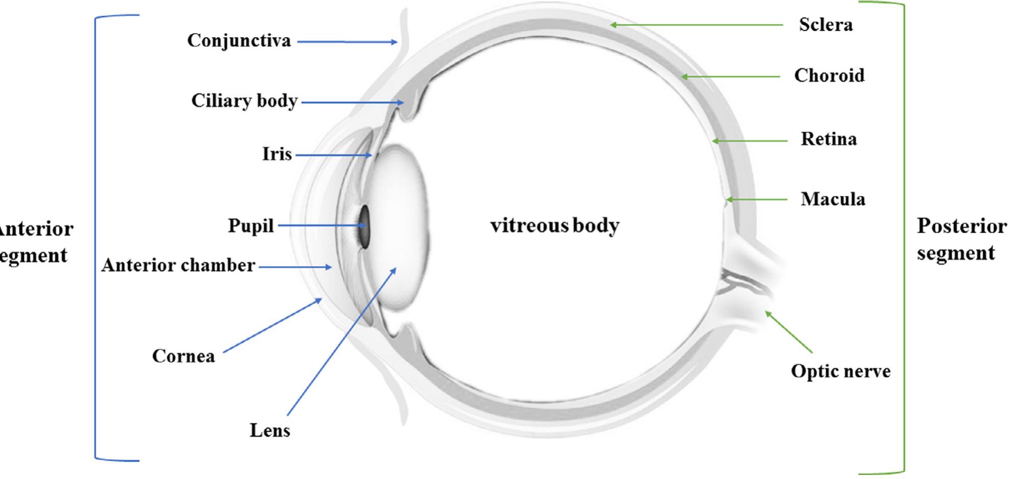 Figure 1 - from Research progress of in-situ gelling