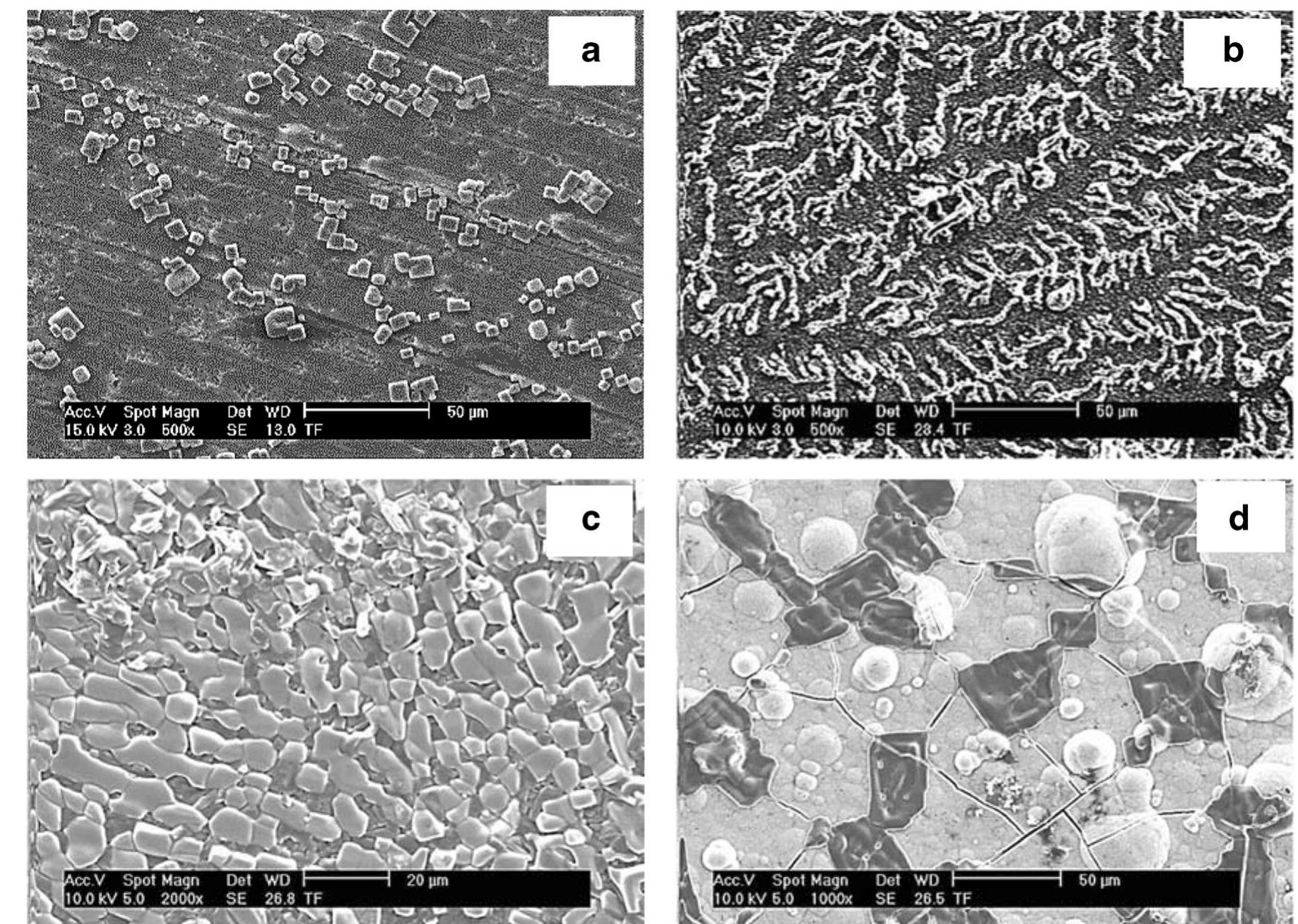 Sem images of the apatite layers on the surface of